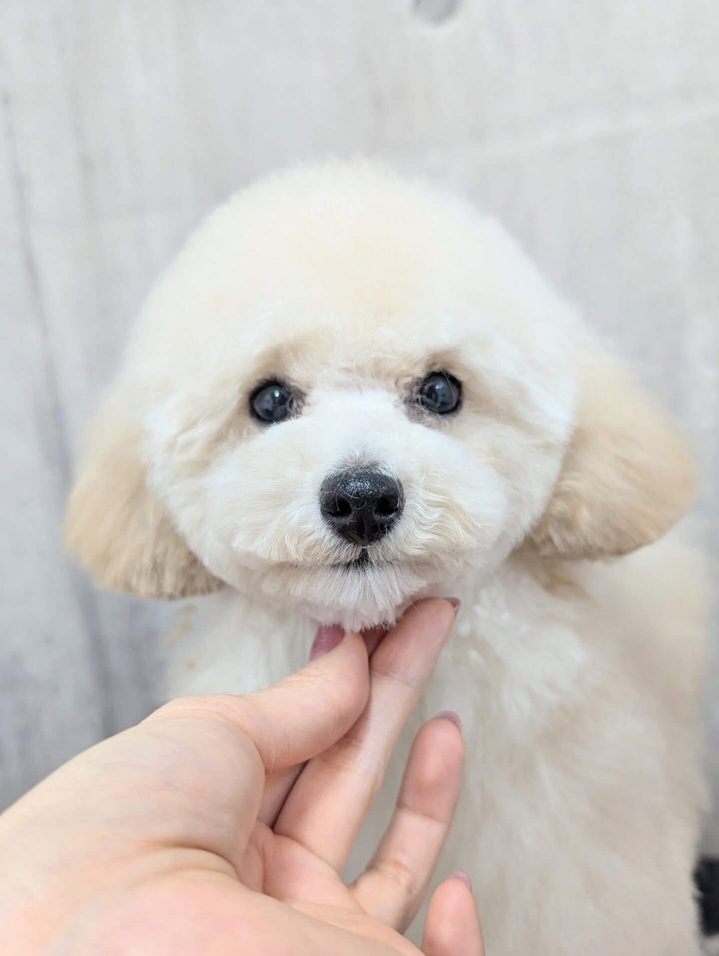 - ̗̀ ご来店ありがとうございます ̖́-