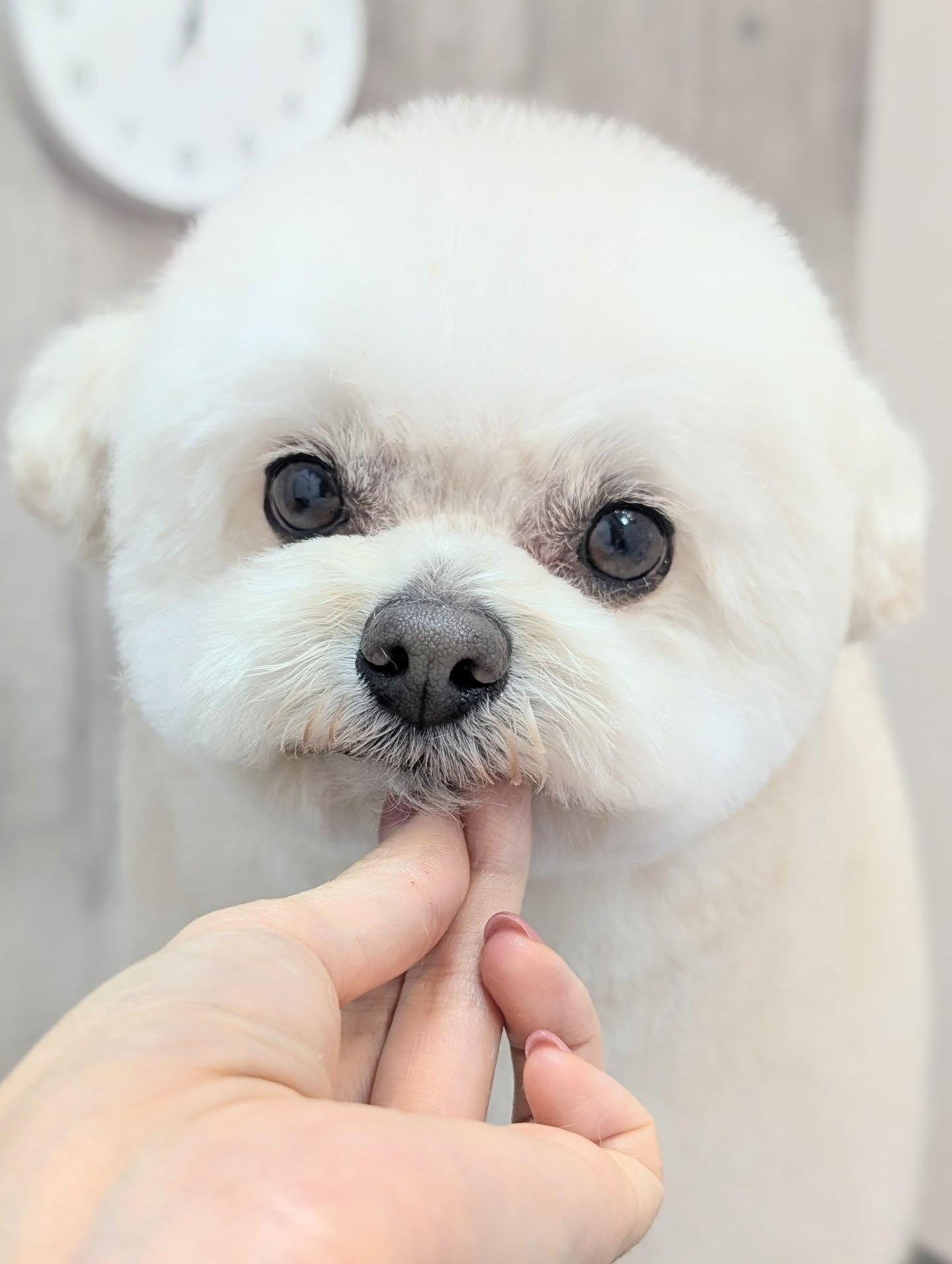 - ̗̀ ご来店ありがとうございます ̖́-