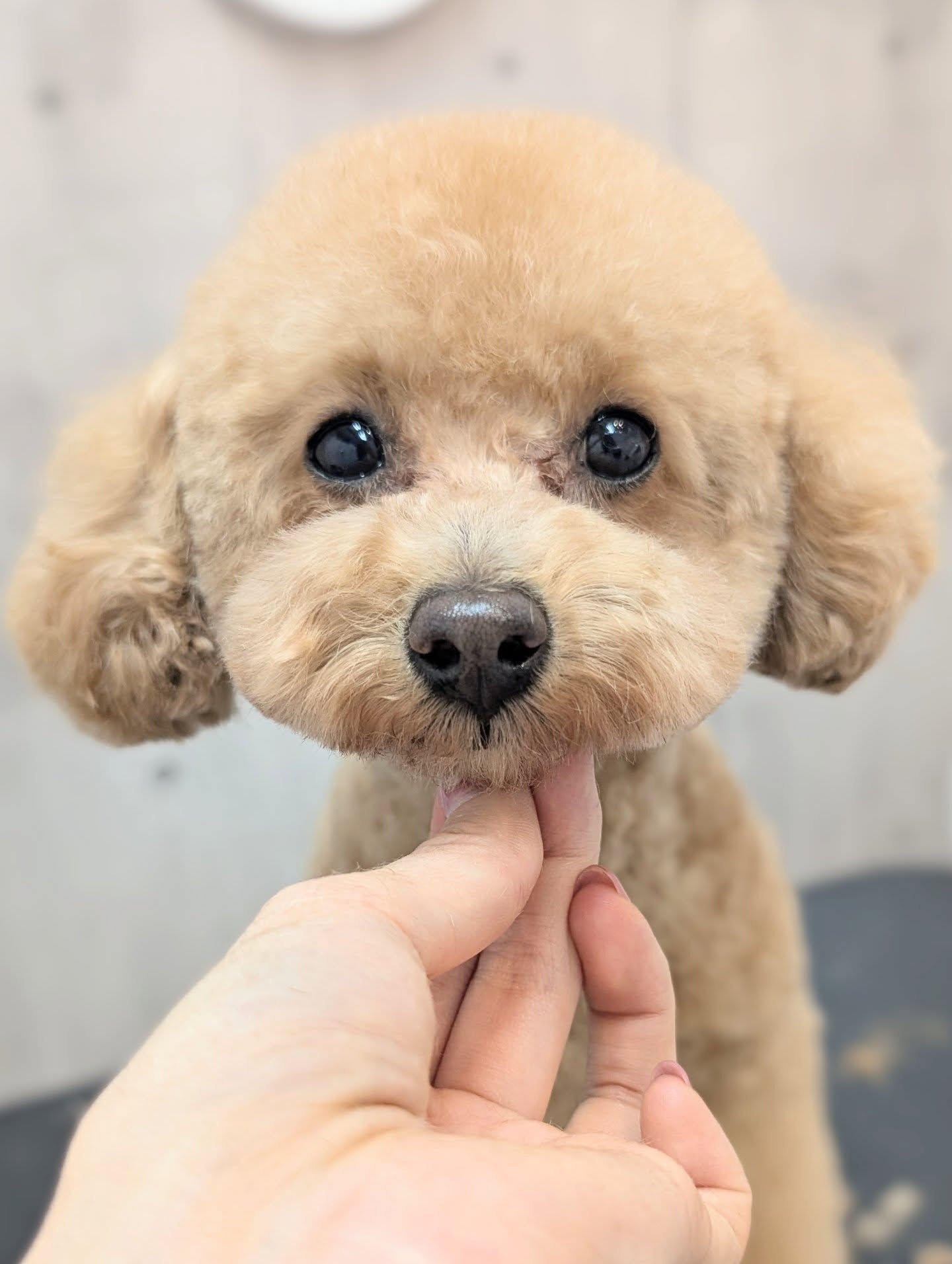 - ̗̀ ご来店ありがとうございます ̖́-