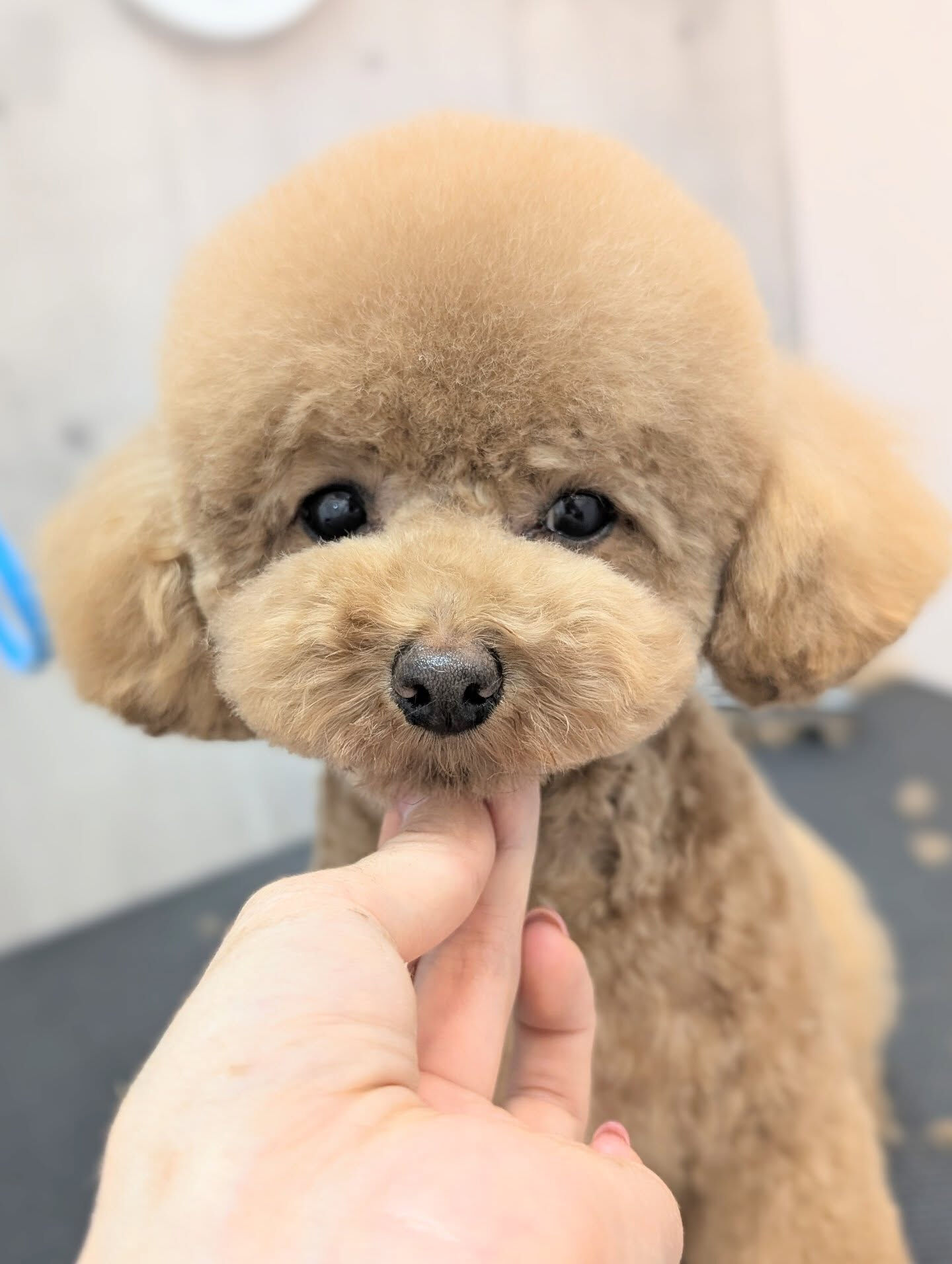 - ̗̀ ご来店ありがとうございます ̖́-