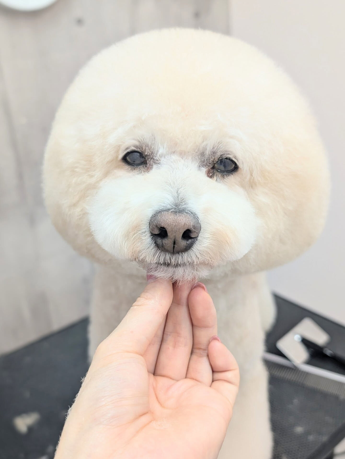 - ̗̀ ご来店ありがとうございます ̖́-