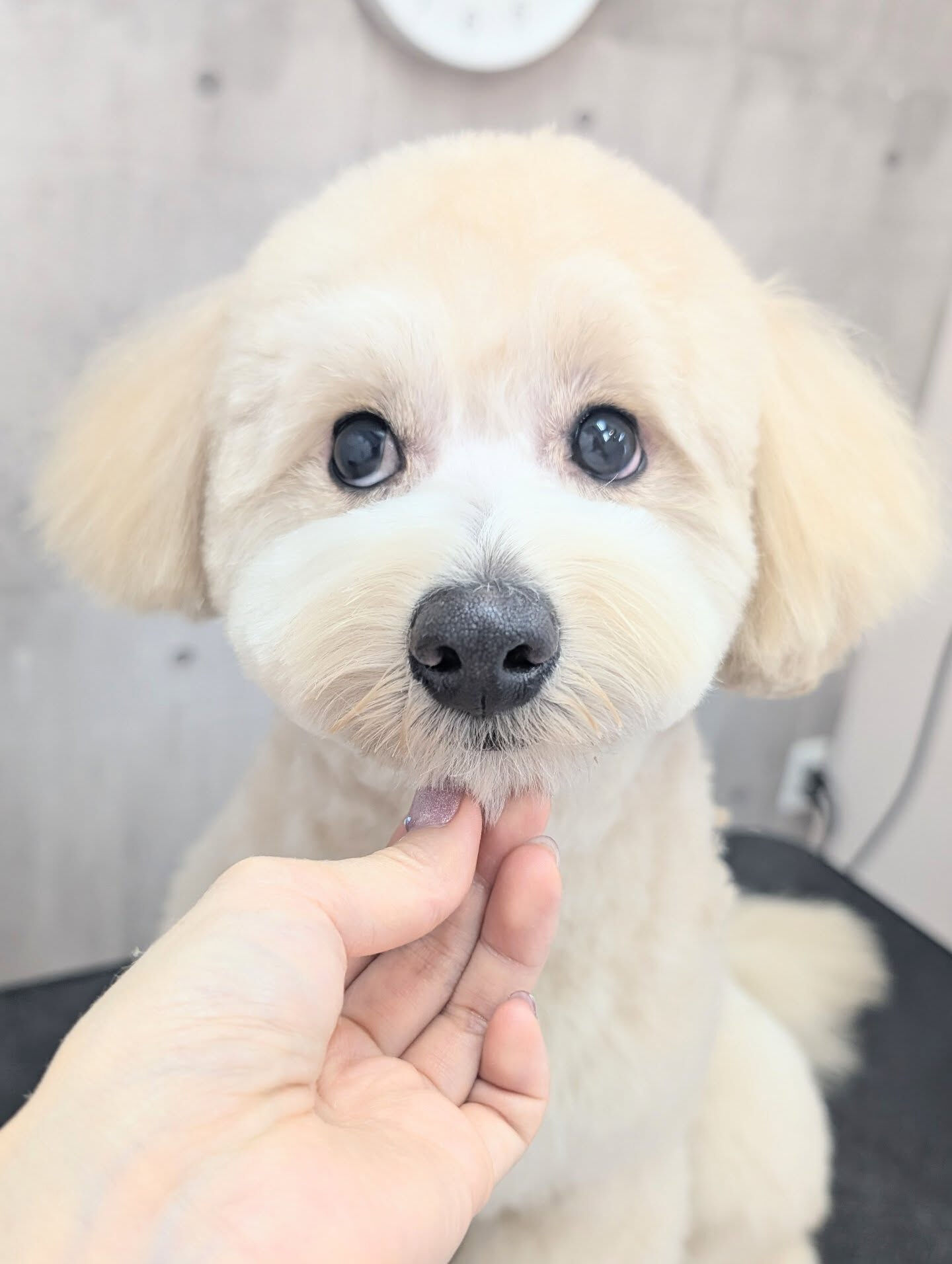 - ̗̀ ご来店ありがとうございます ̖́-