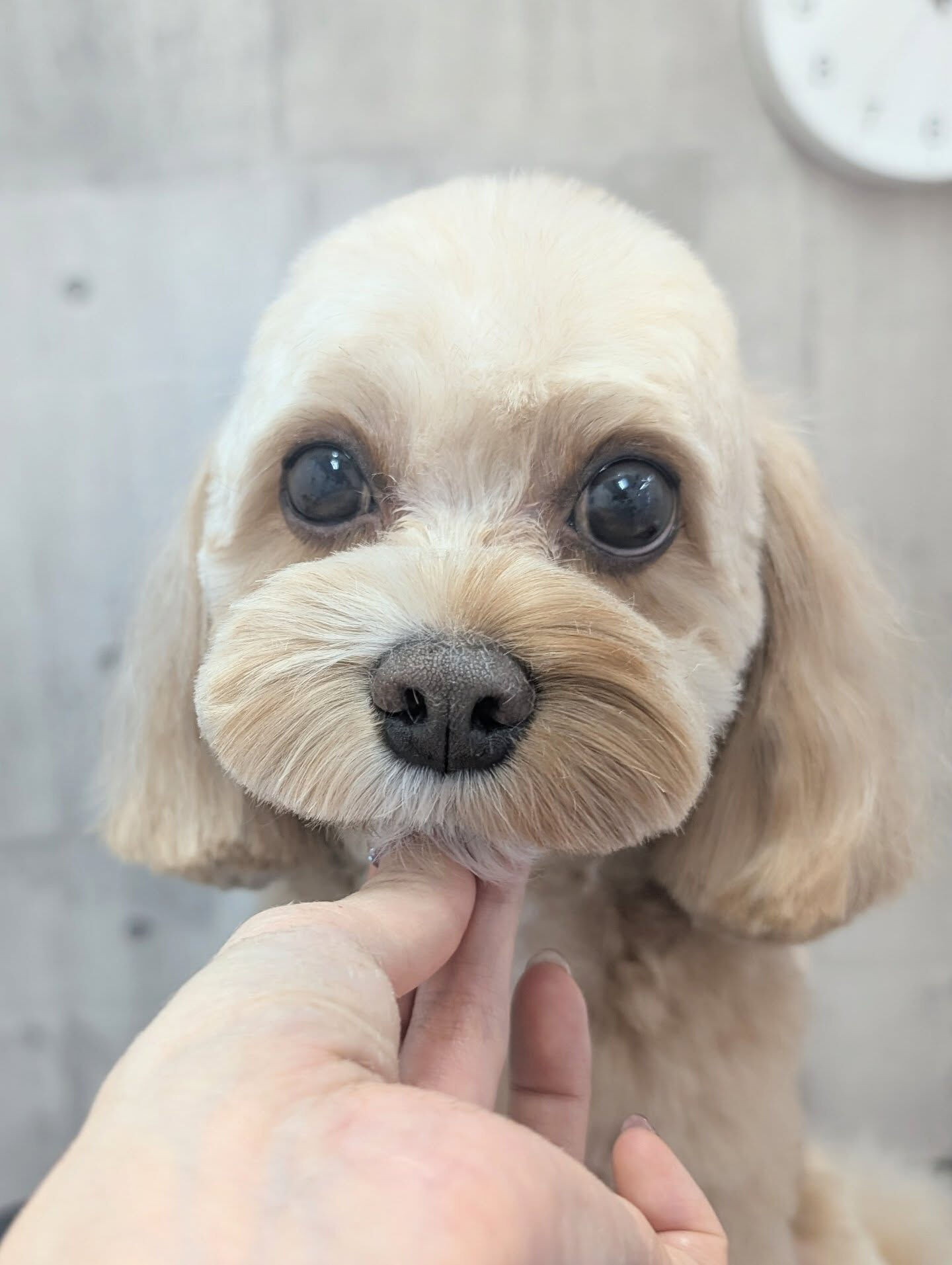 - ̗̀ ご来店ありがとうございます ̖́-