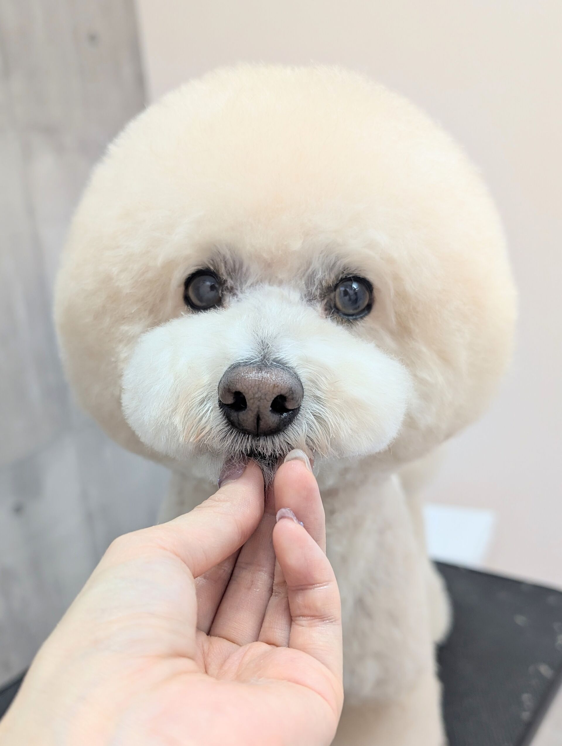 - ̗̀ ご来店ありがとうございます ̖́-