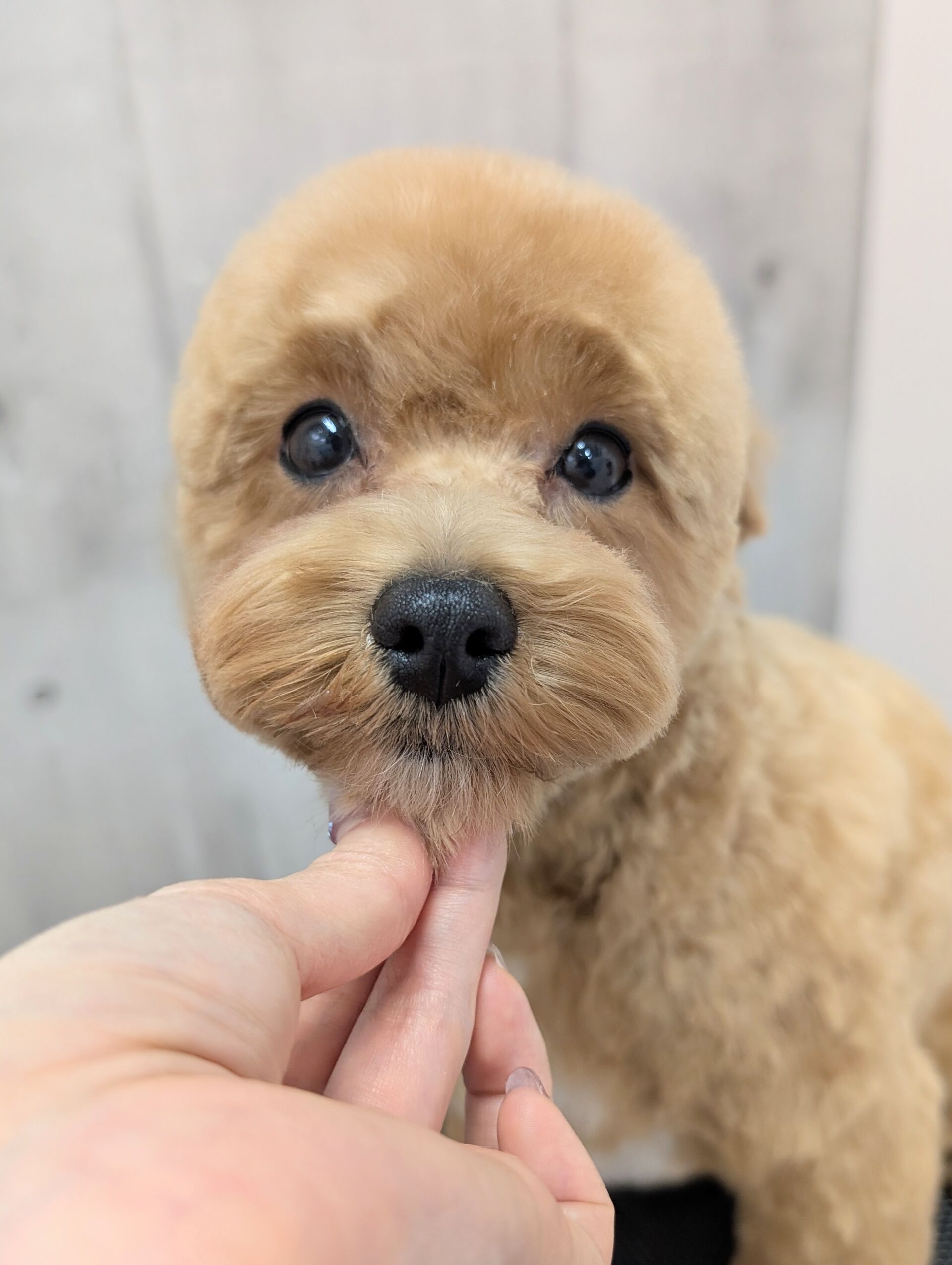 - ̗̀ ご来店ありがとうございます ̖́-