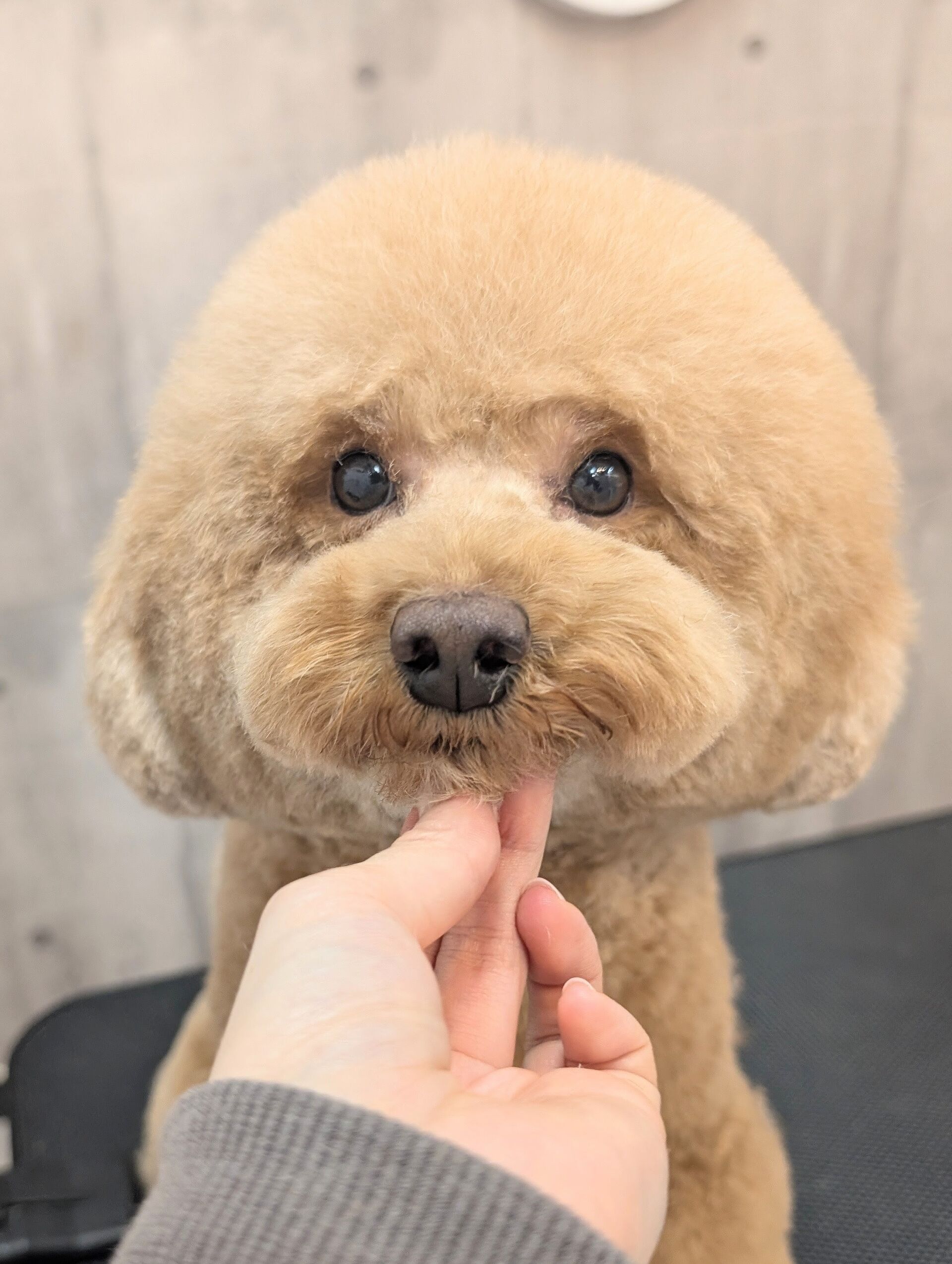 - ̗̀ ご来店ありがとうございます ̖́-