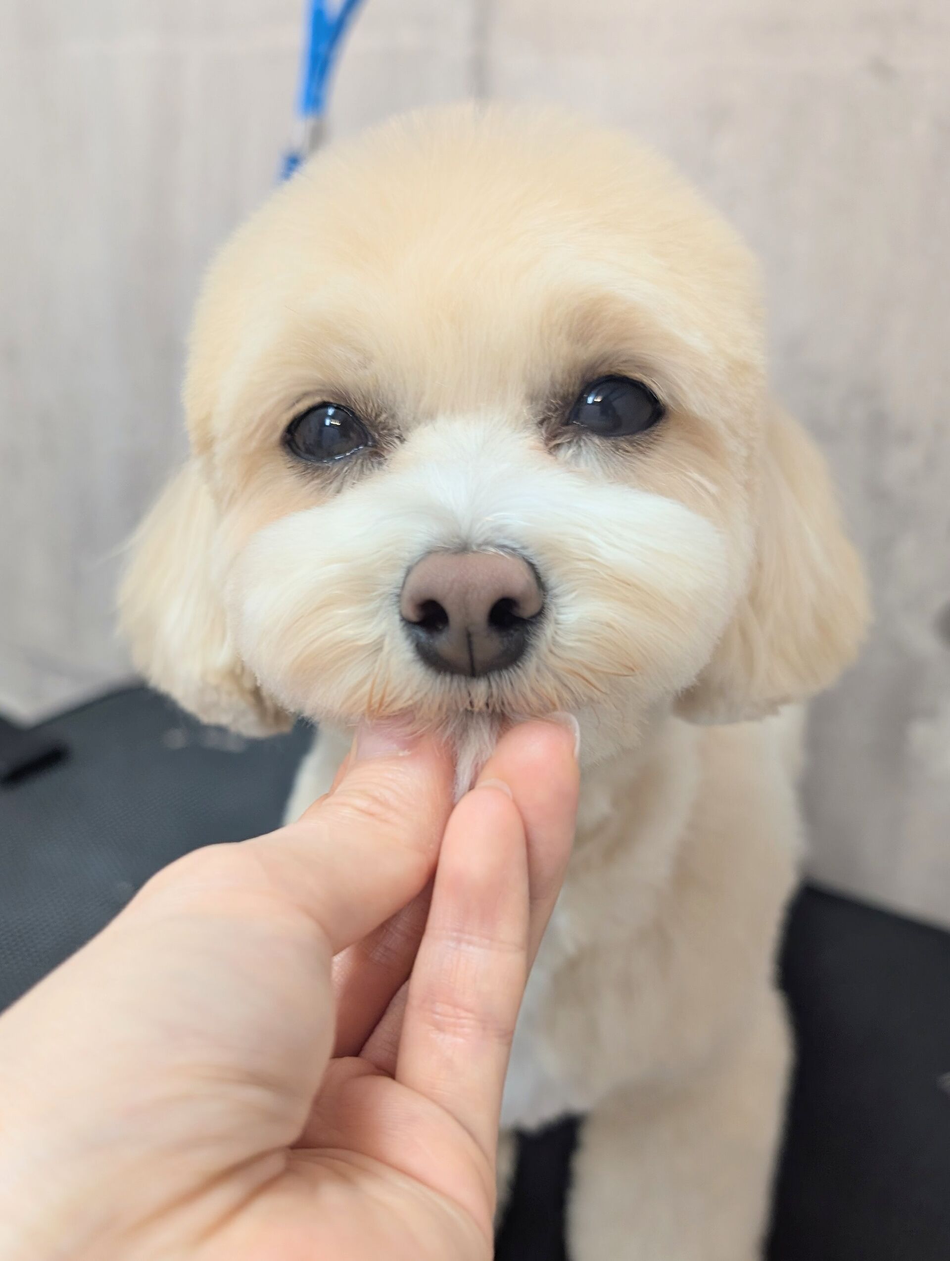 - ̗̀ ご来店ありがとうございます ̖́-