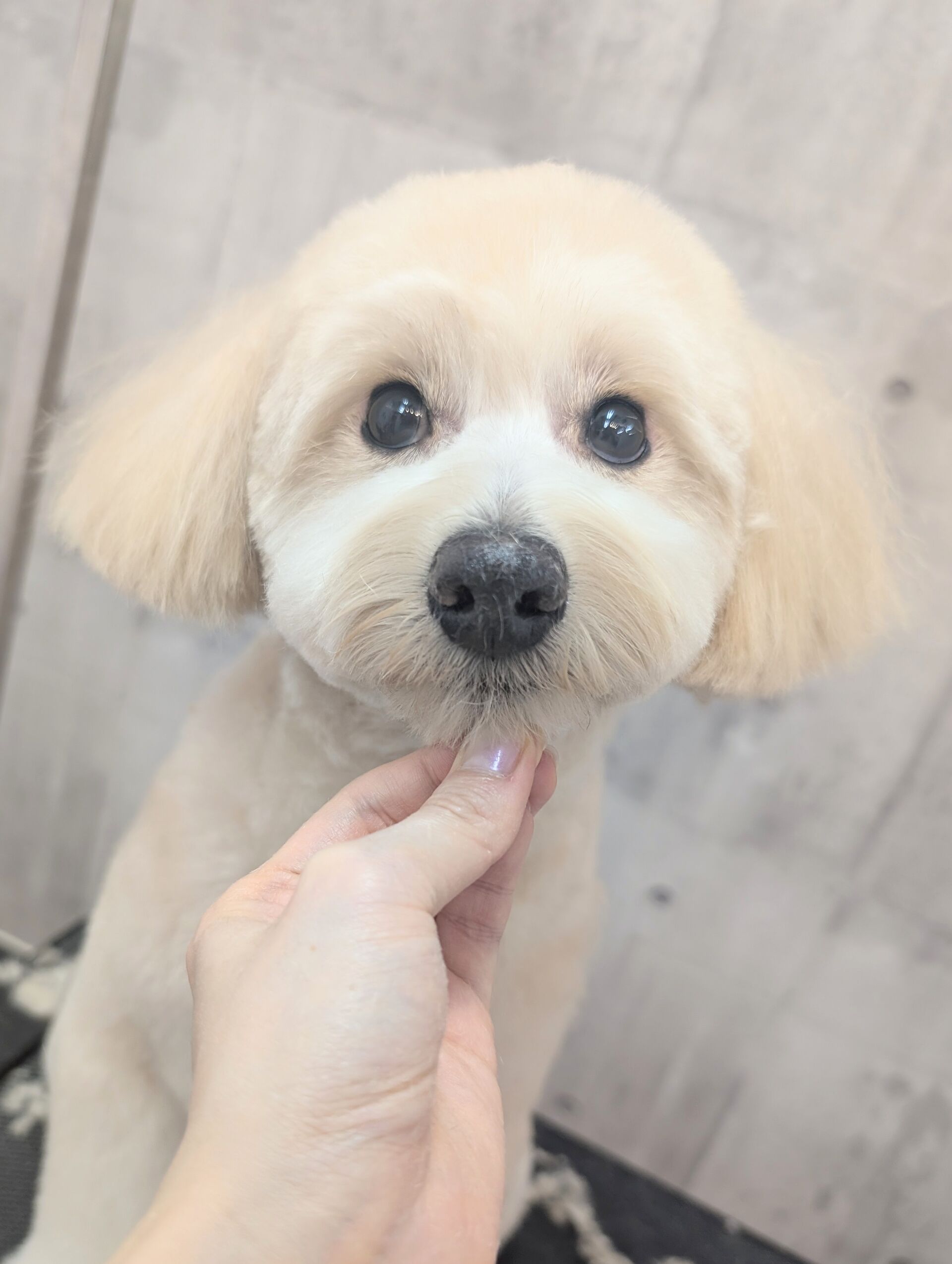 - ̗̀ ご来店ありがとうございます ̖́-