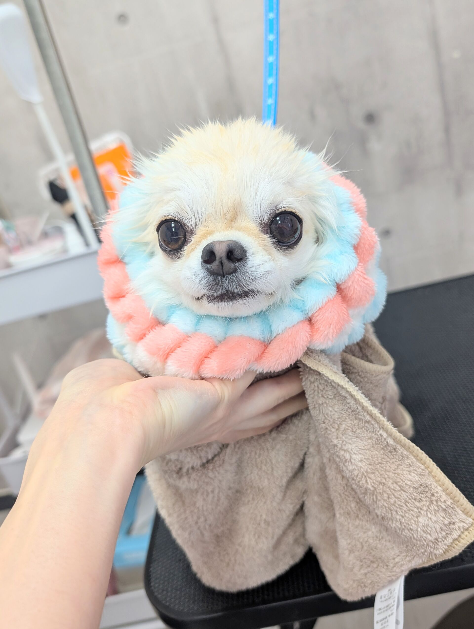- ̗̀ ご来店ありがとうございます ̖́-