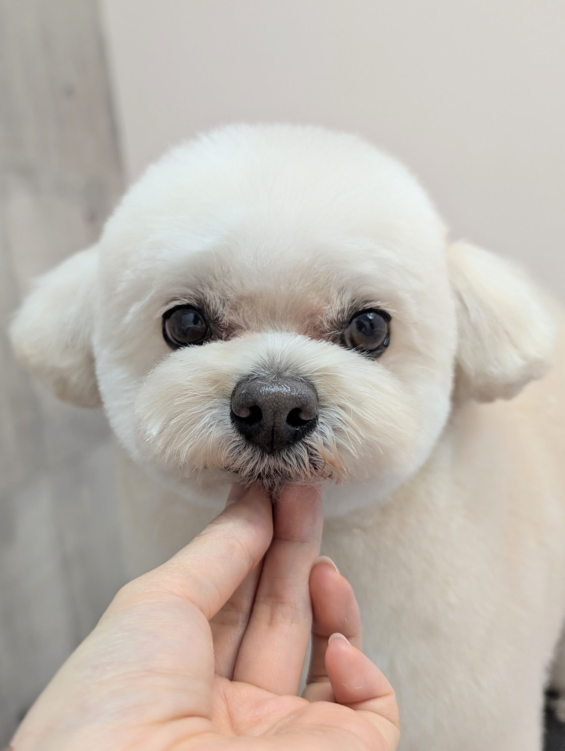 - ̗̀ ご来店ありがとうございます ̖́-
