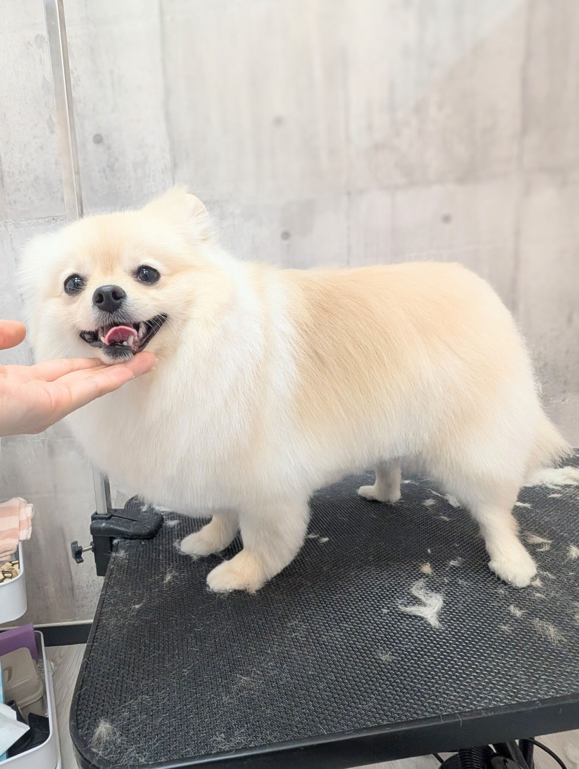 - ̗̀ ご来店ありがとうございます ̖́-