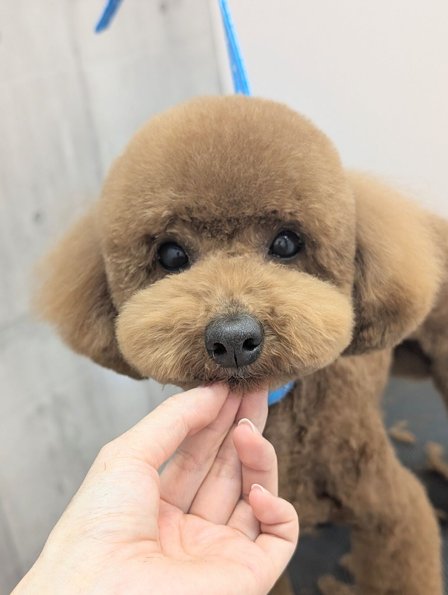 - ̗̀ ご来店ありがとうございます ̖́-