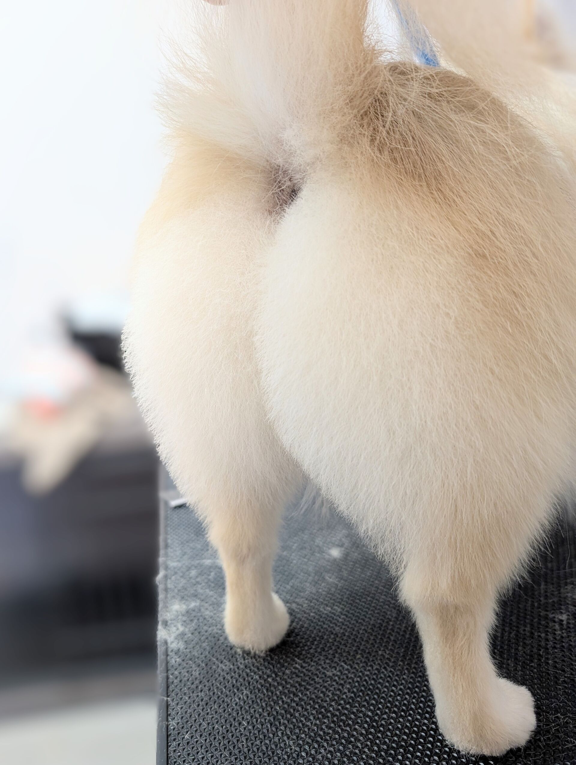 - ̗̀ ご来店ありがとうございます ̖́-