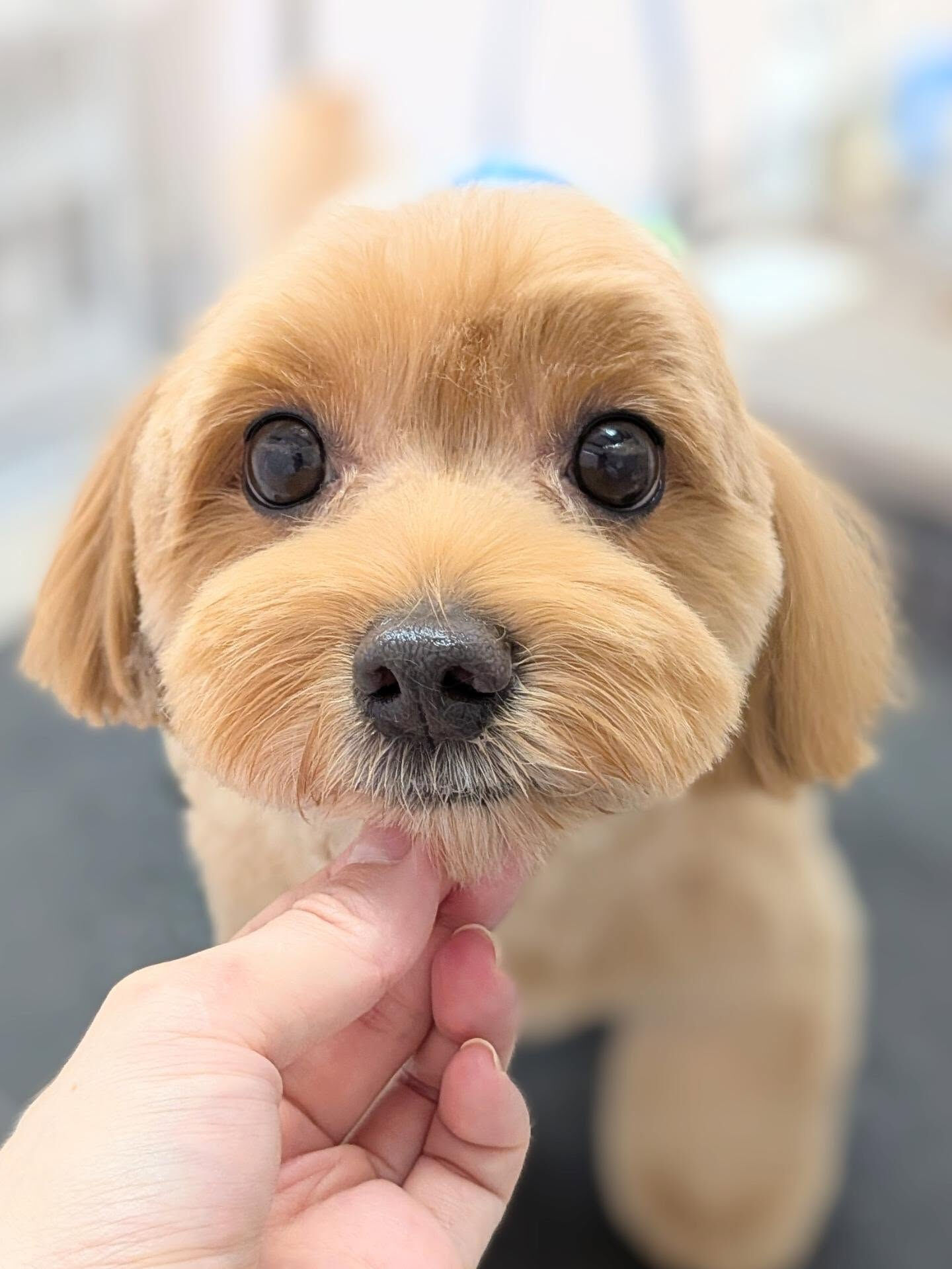 - ̗̀ ご来店ありがとうございます ̖́-