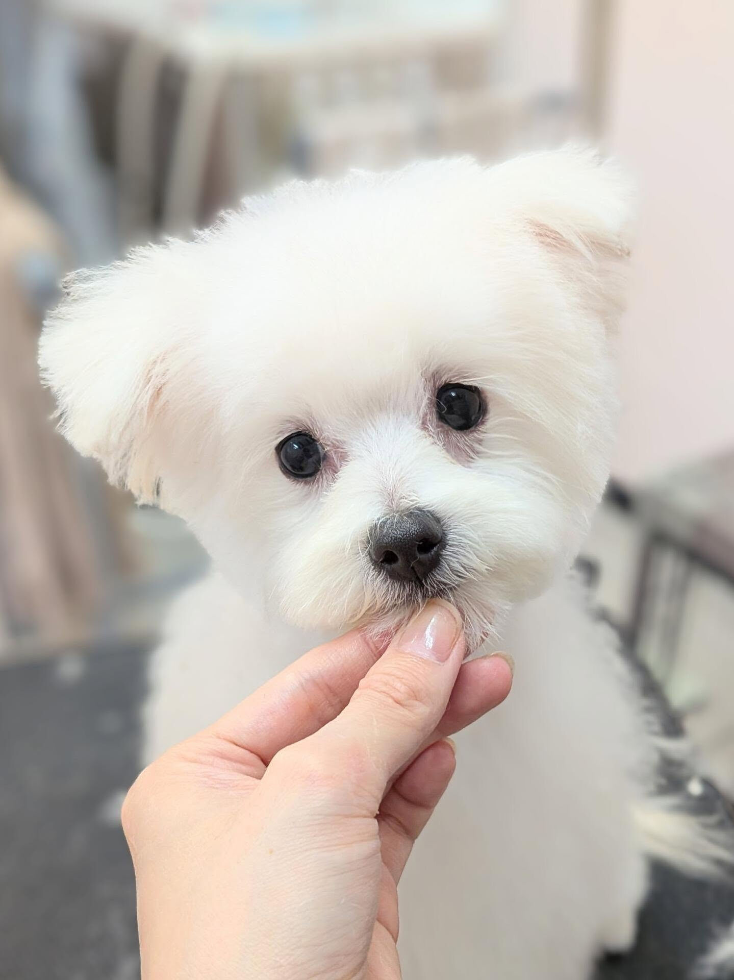 - ̗̀ ご来店ありがとうございます ̖́-