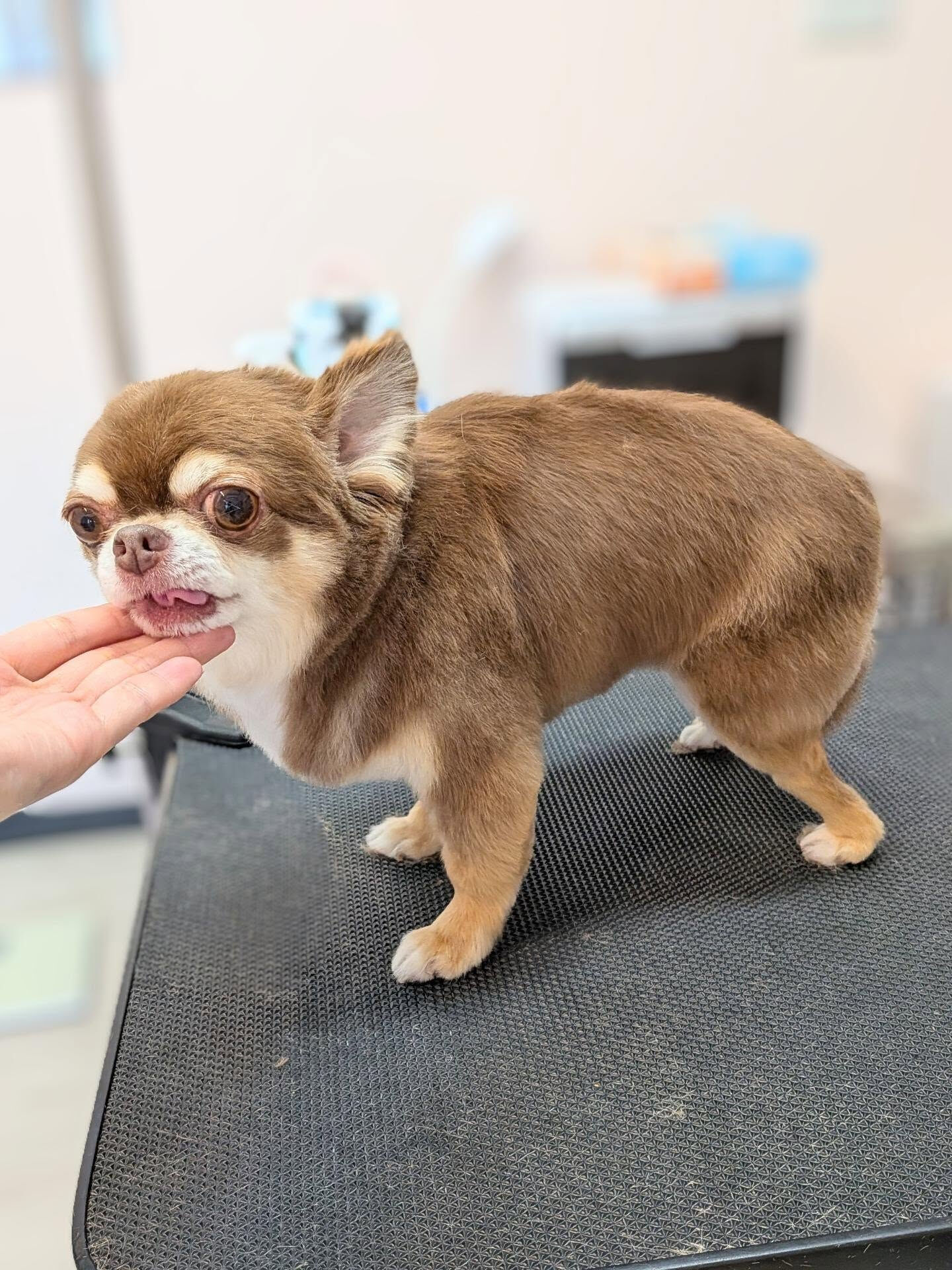 - ̗̀ ご来店ありがとうございます ̖́-