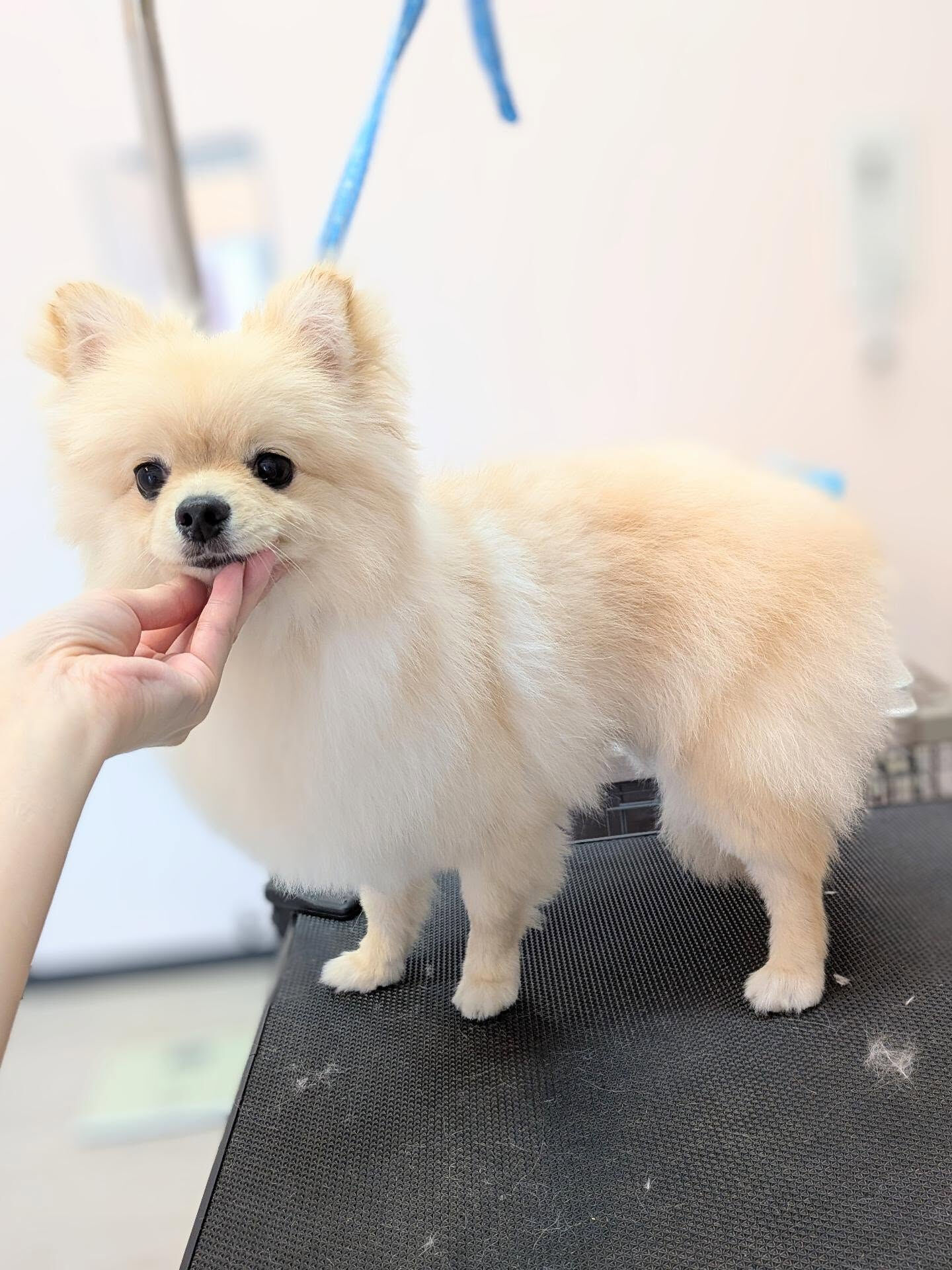 - ̗̀ ご来店ありがとうございます ̖́-