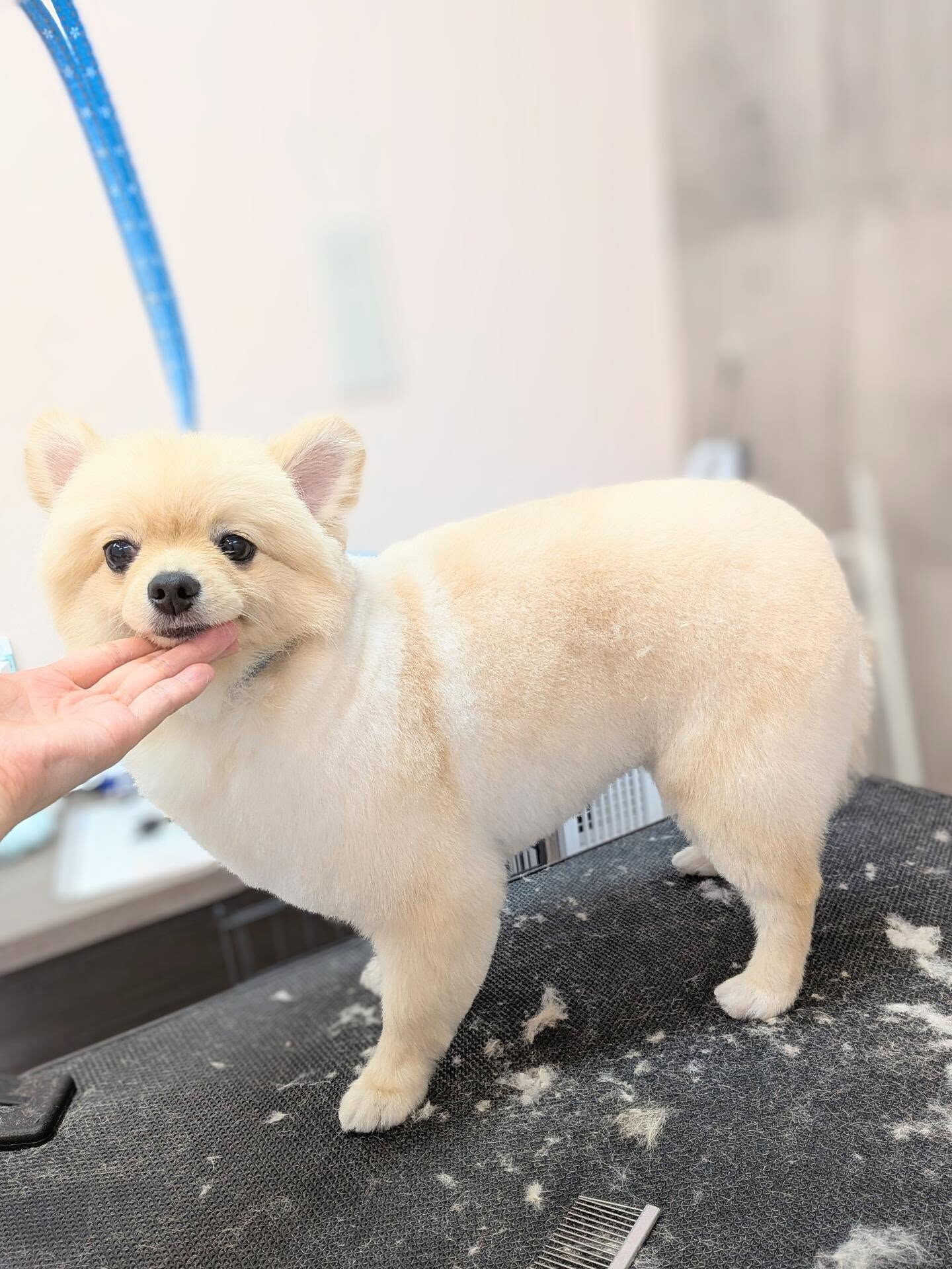 - ̗̀ ご来店ありがとうございます ̖́-