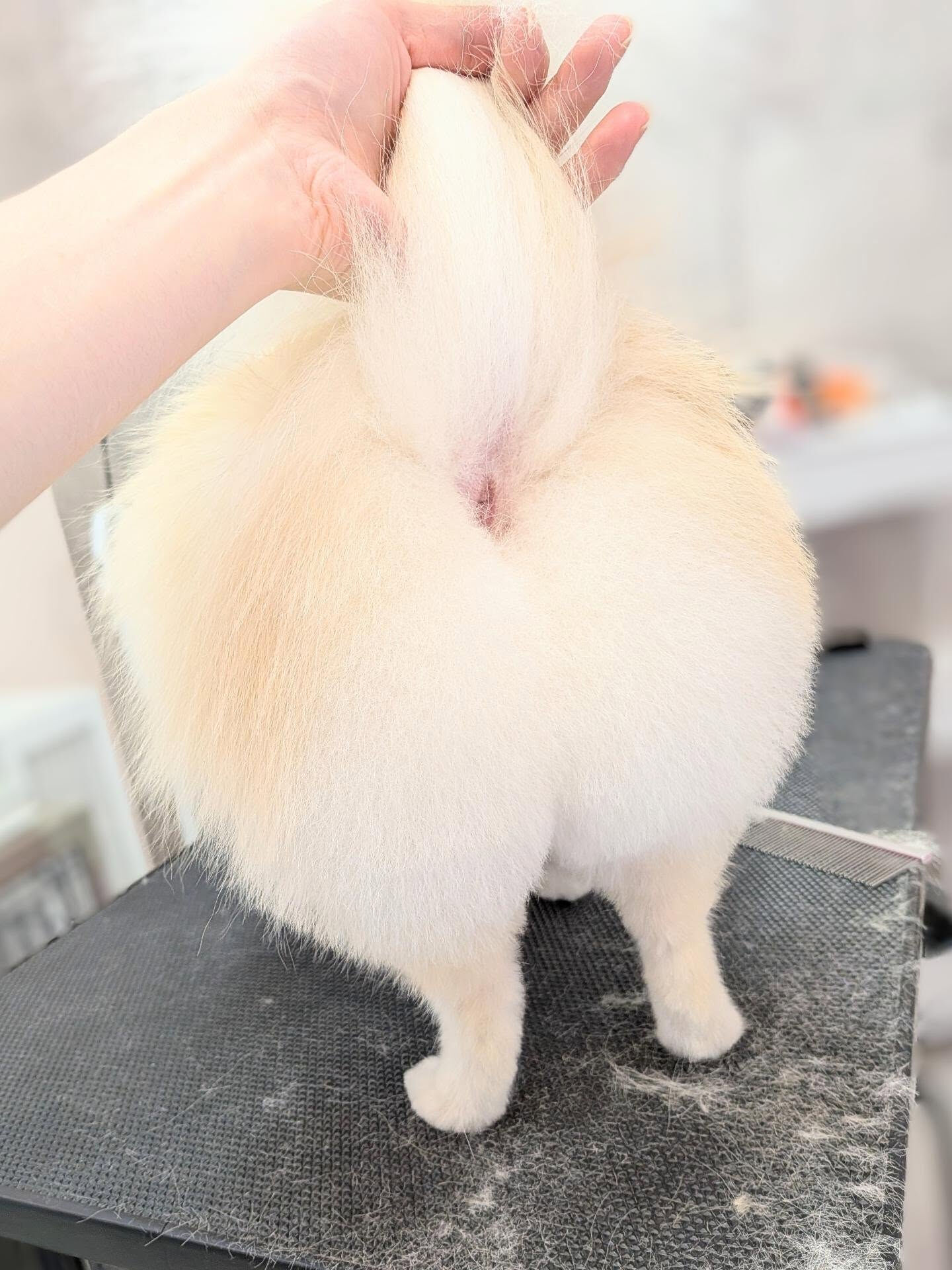 - ̗̀ ご来店ありがとうございます ̖́-