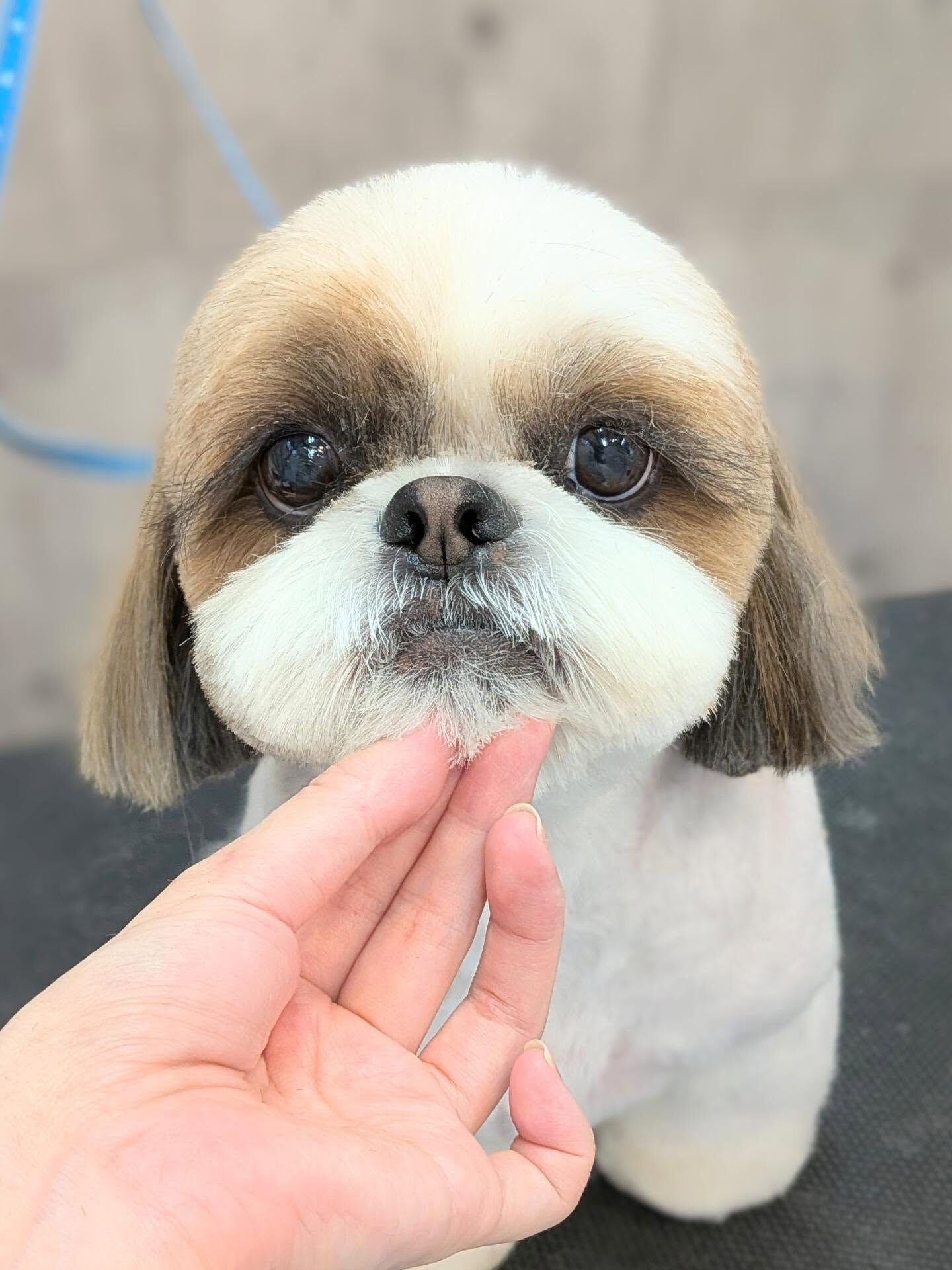 - ̗̀ ご来店ありがとうございます ̖́-