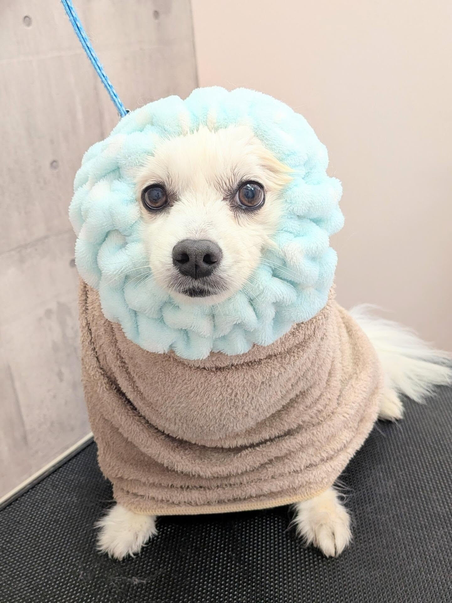 - ̗̀ ご来店ありがとうございます ̖́-