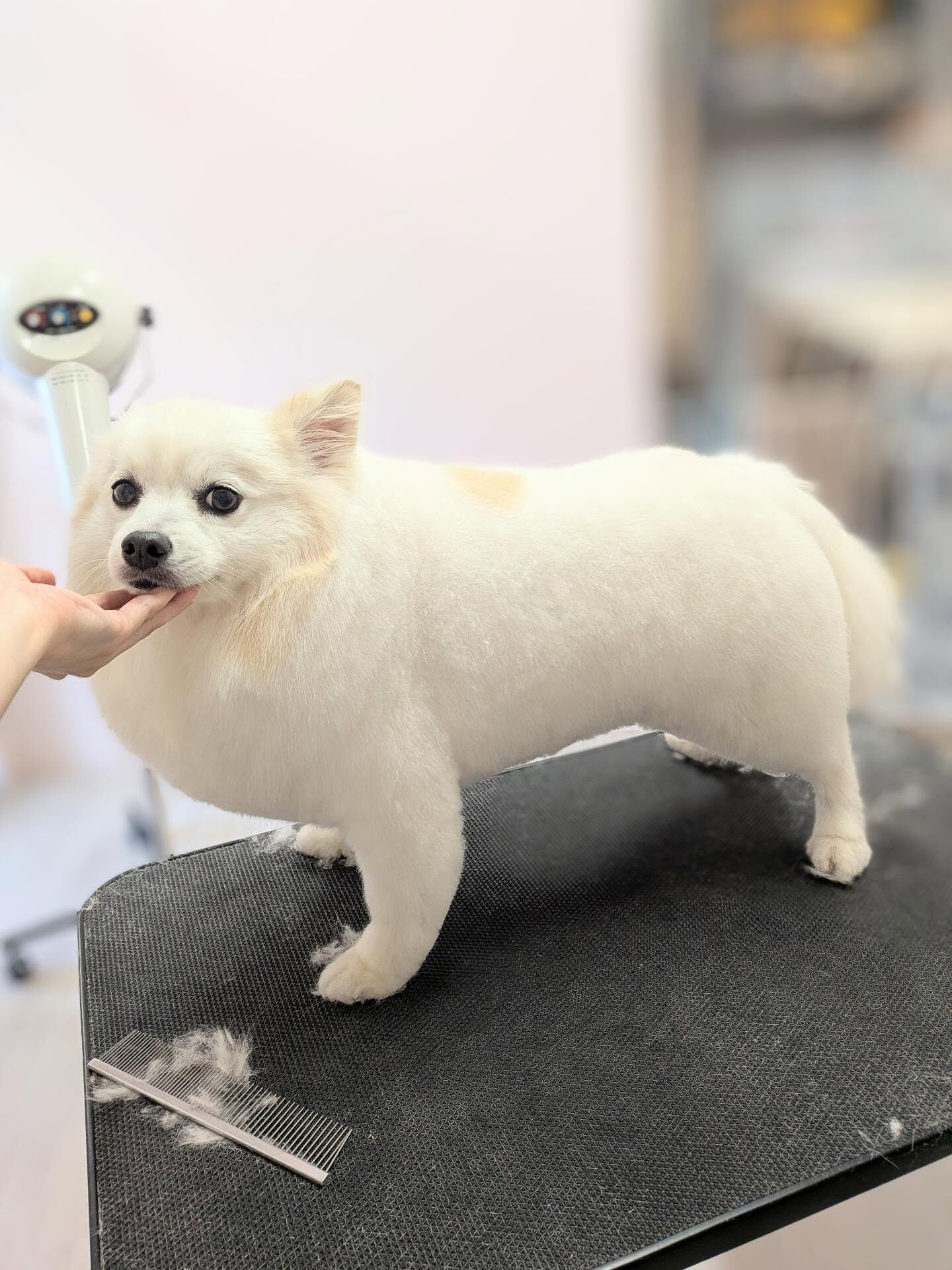 - ̗̀ ご来店ありがとうございます ̖́-