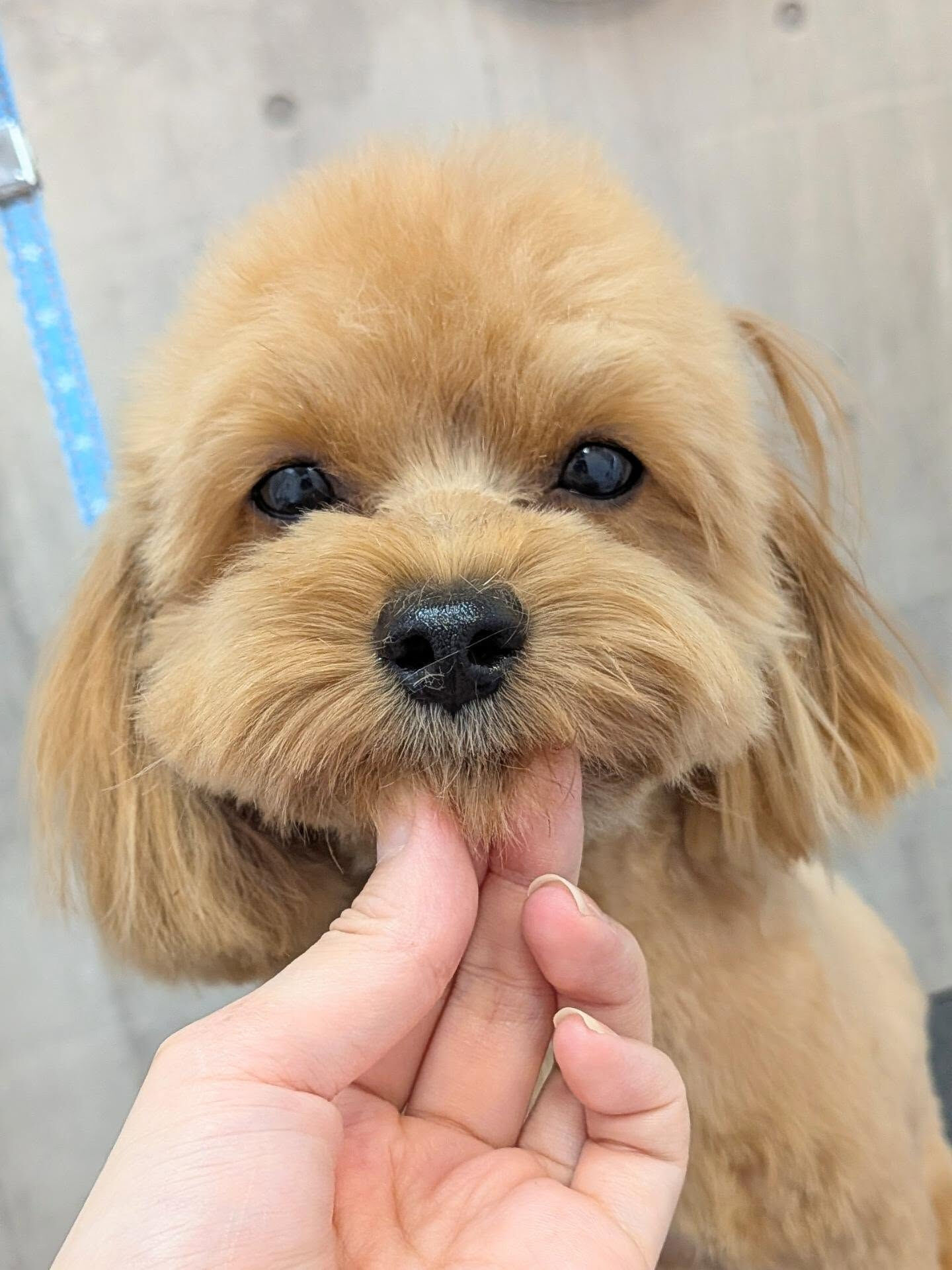 - ̗̀ ご来店ありがとうございます ̖́-