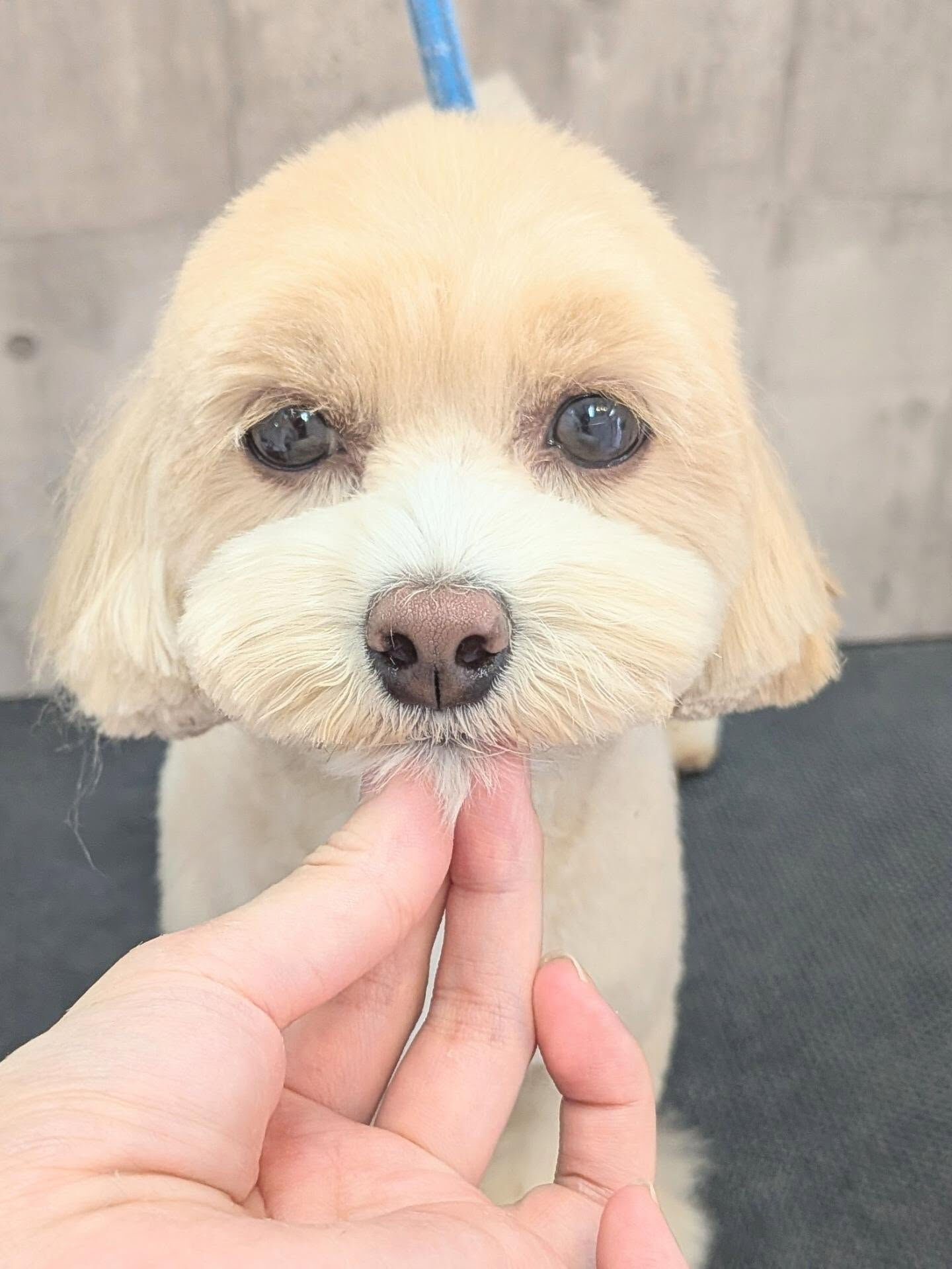 - ̗̀ ご来店ありがとうございます ̖́-