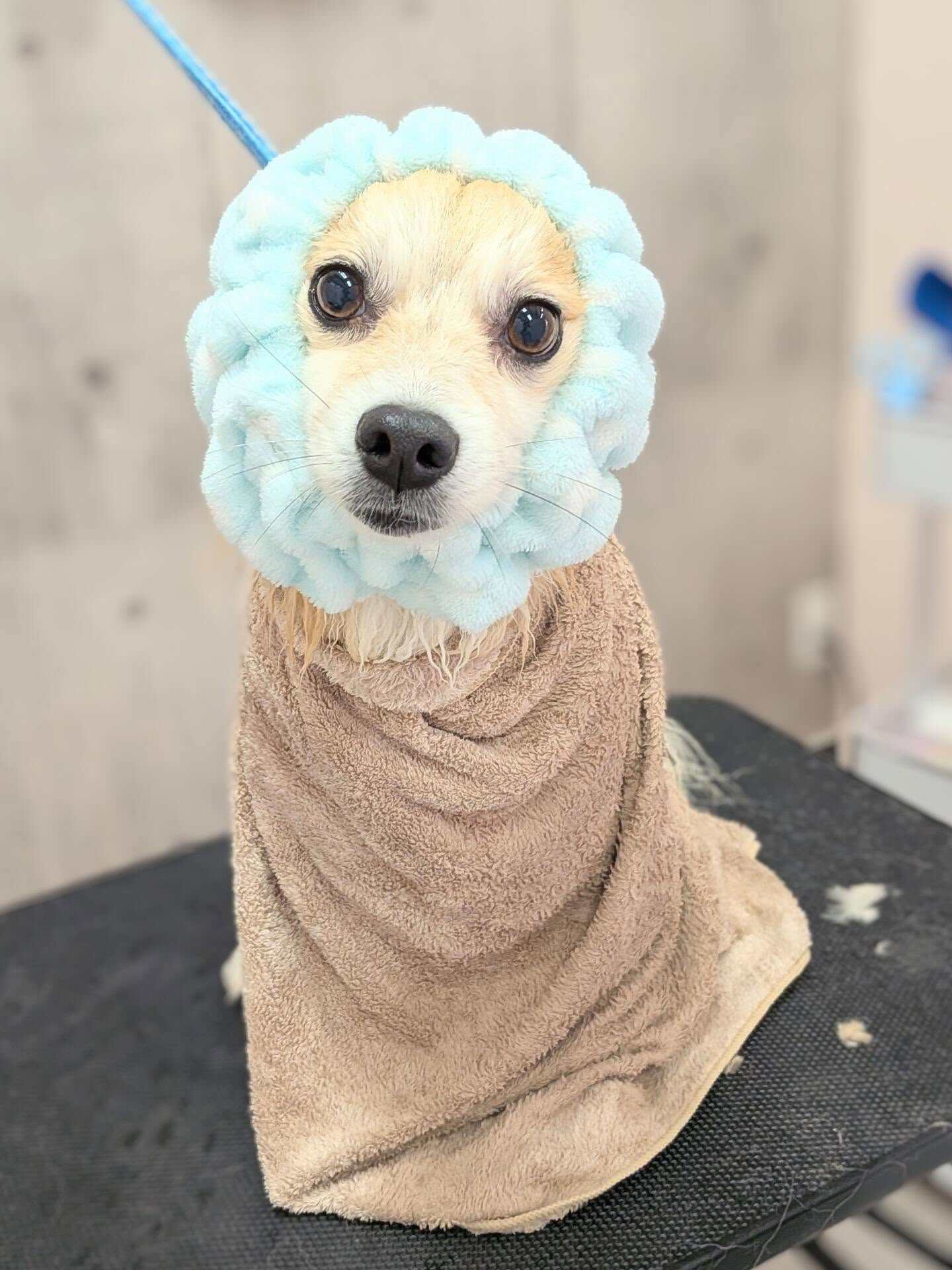 - ̗̀ ご来店ありがとうございます ̖́-
