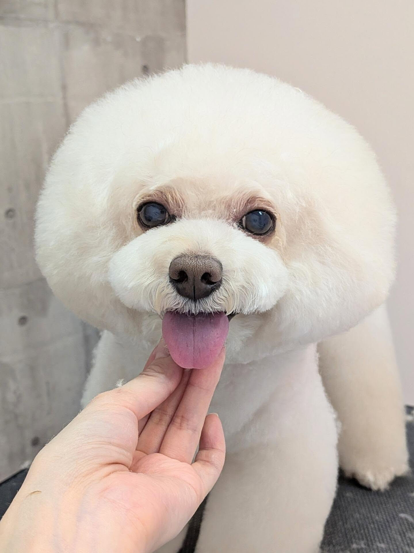 - ̗̀ ご来店ありがとうございます ̖́-