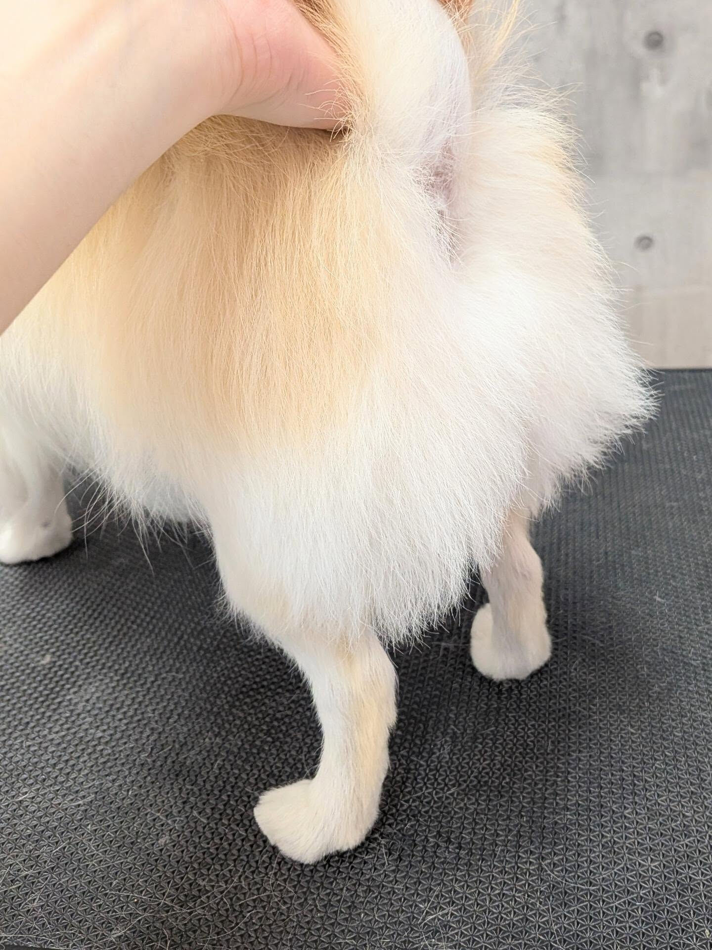 - ̗̀ ご来店ありがとうございます ̖́-