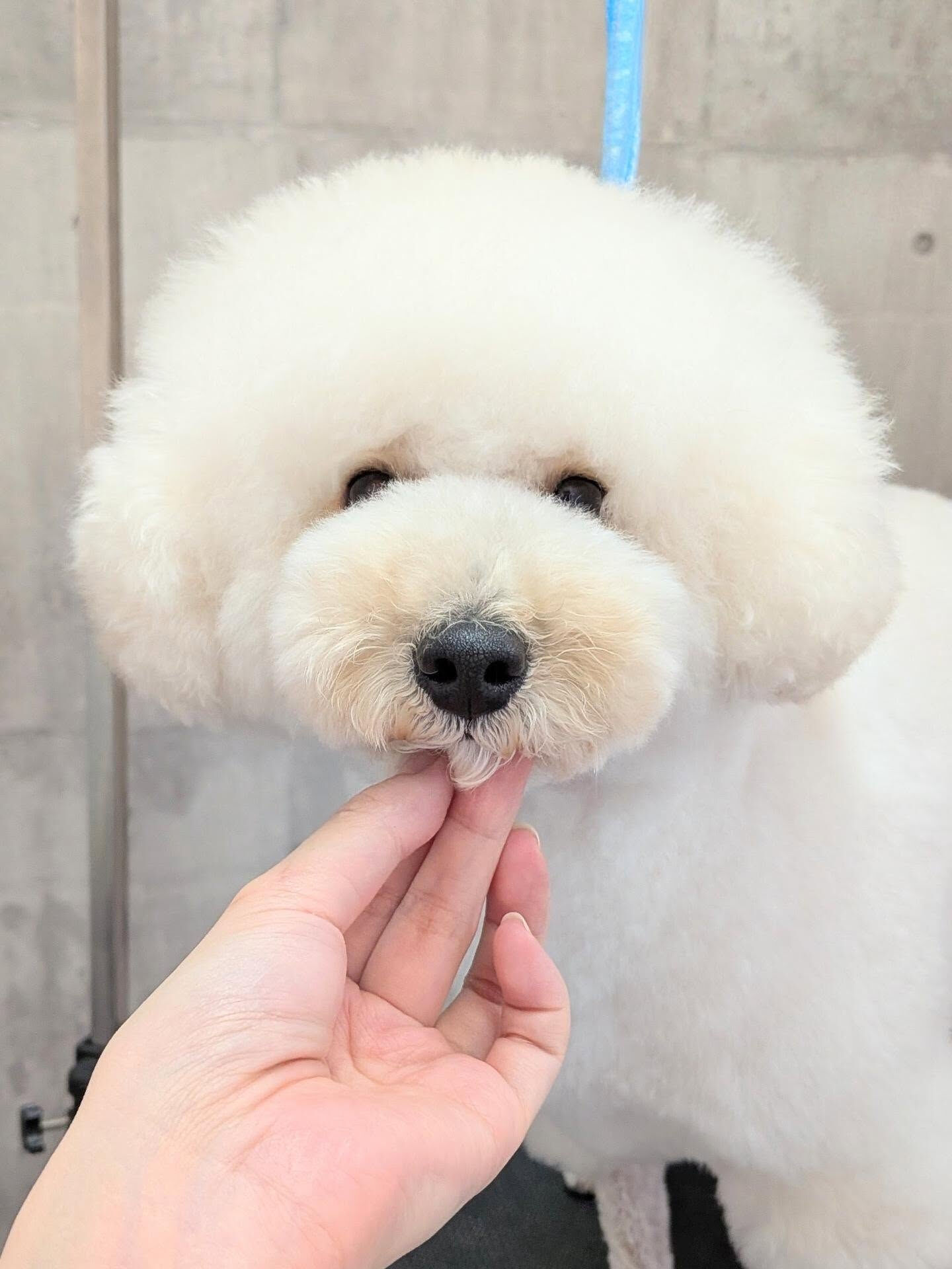- ̗̀ ご来店ありがとうございます ̖́-