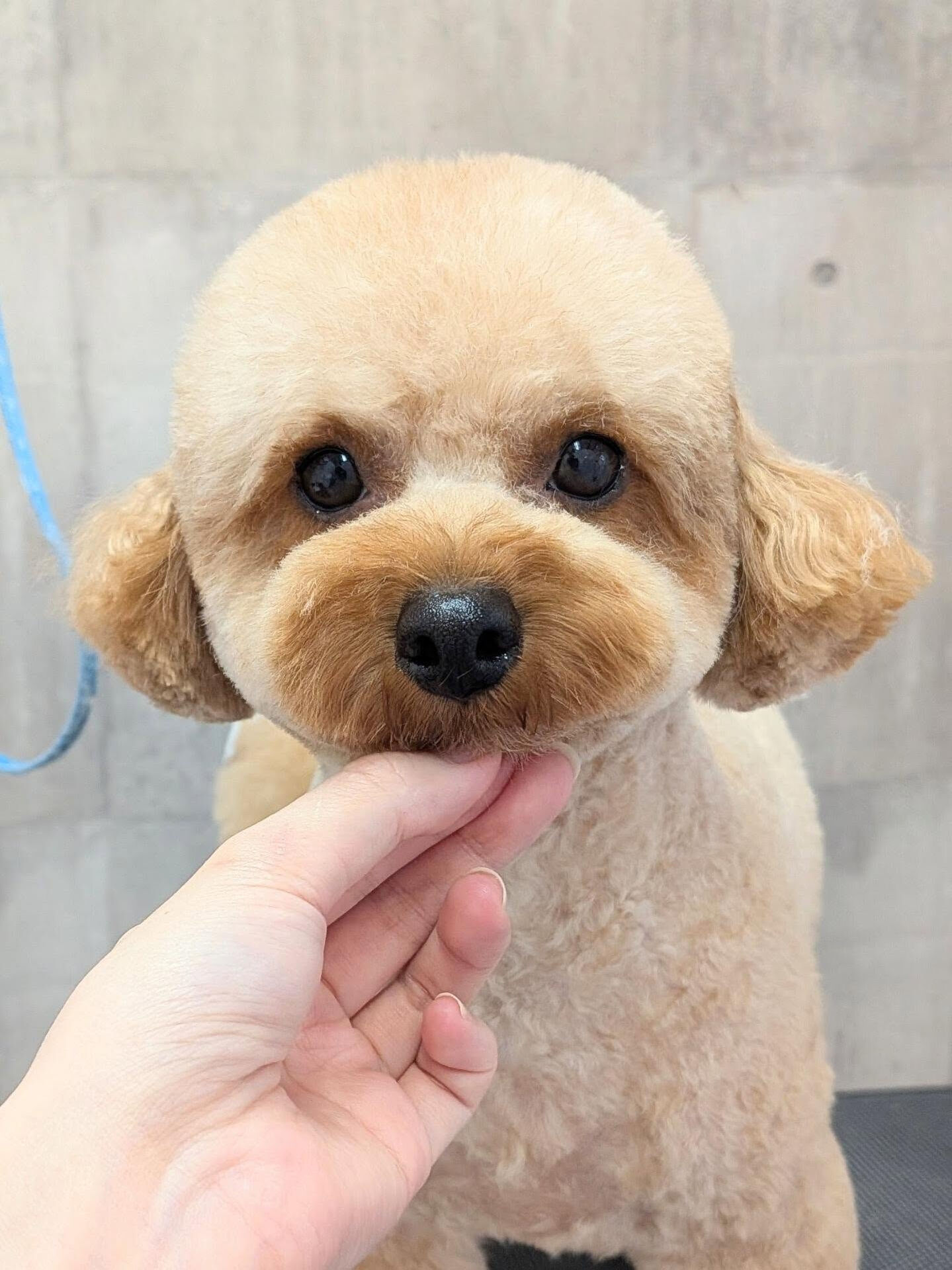 - ̗̀ ご来店ありがとうございます ̖́-