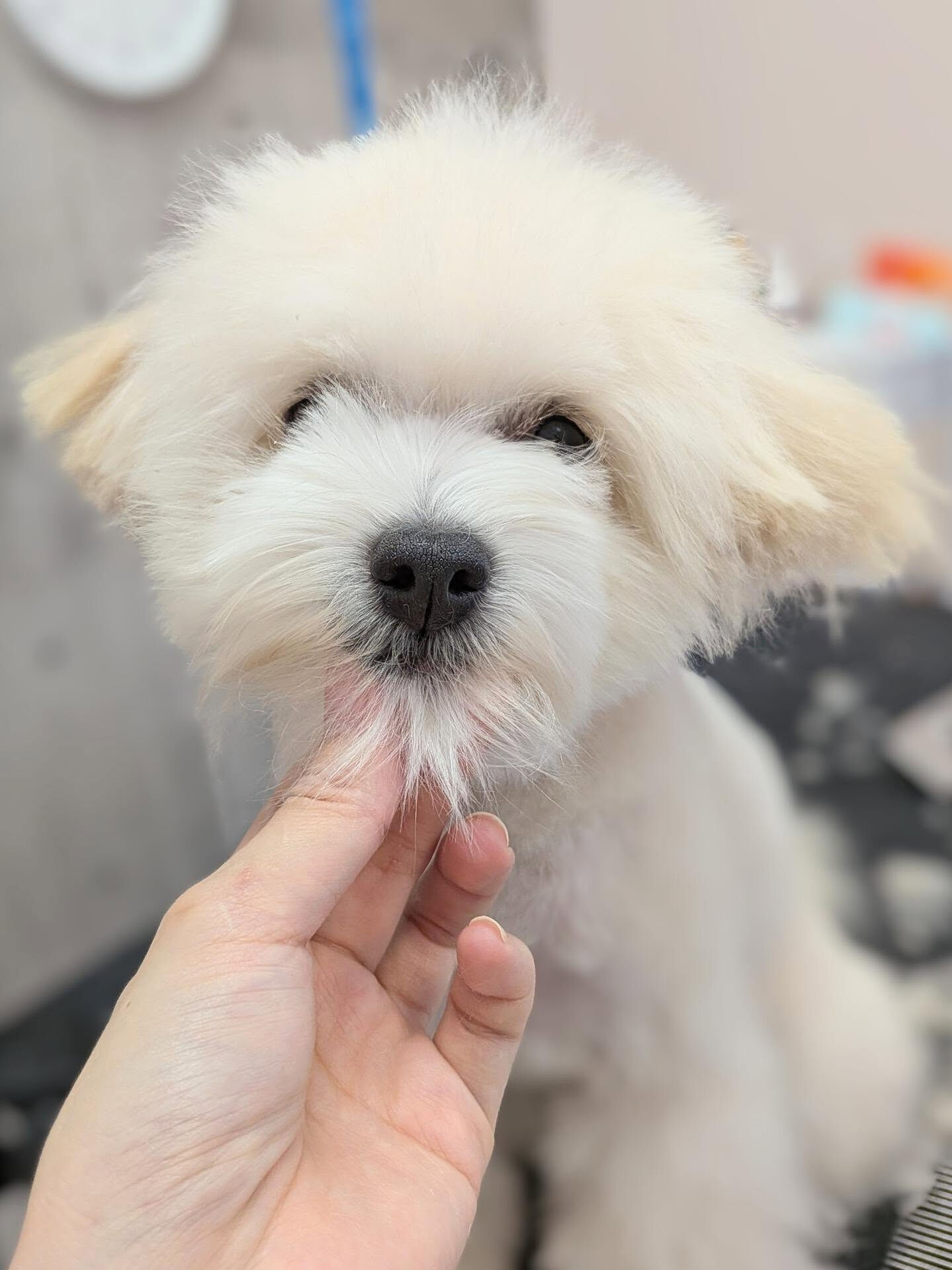 - ̗̀ ご来店ありがとうございます ̖́-