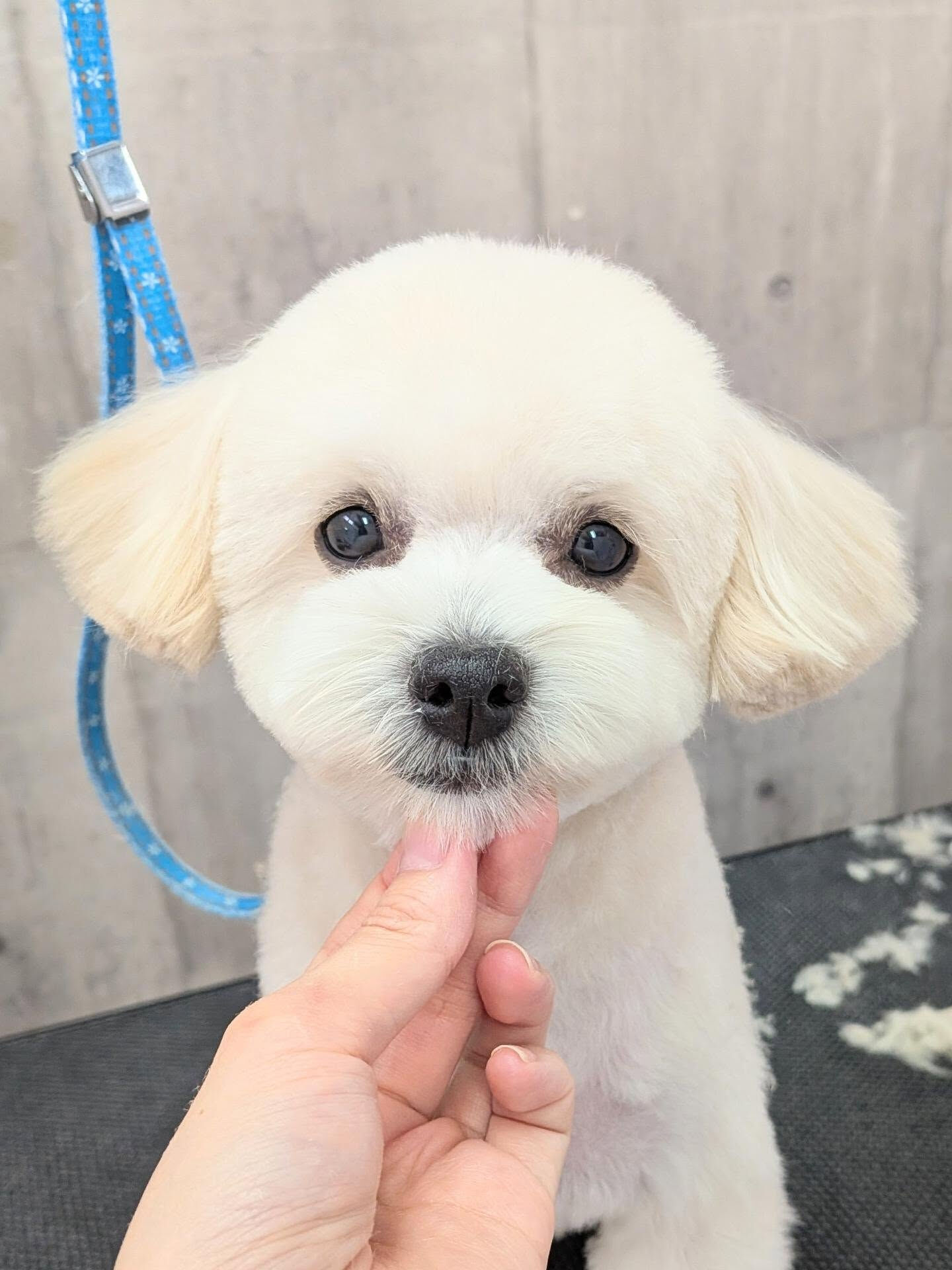 - ̗̀ ご来店ありがとうございます ̖́-