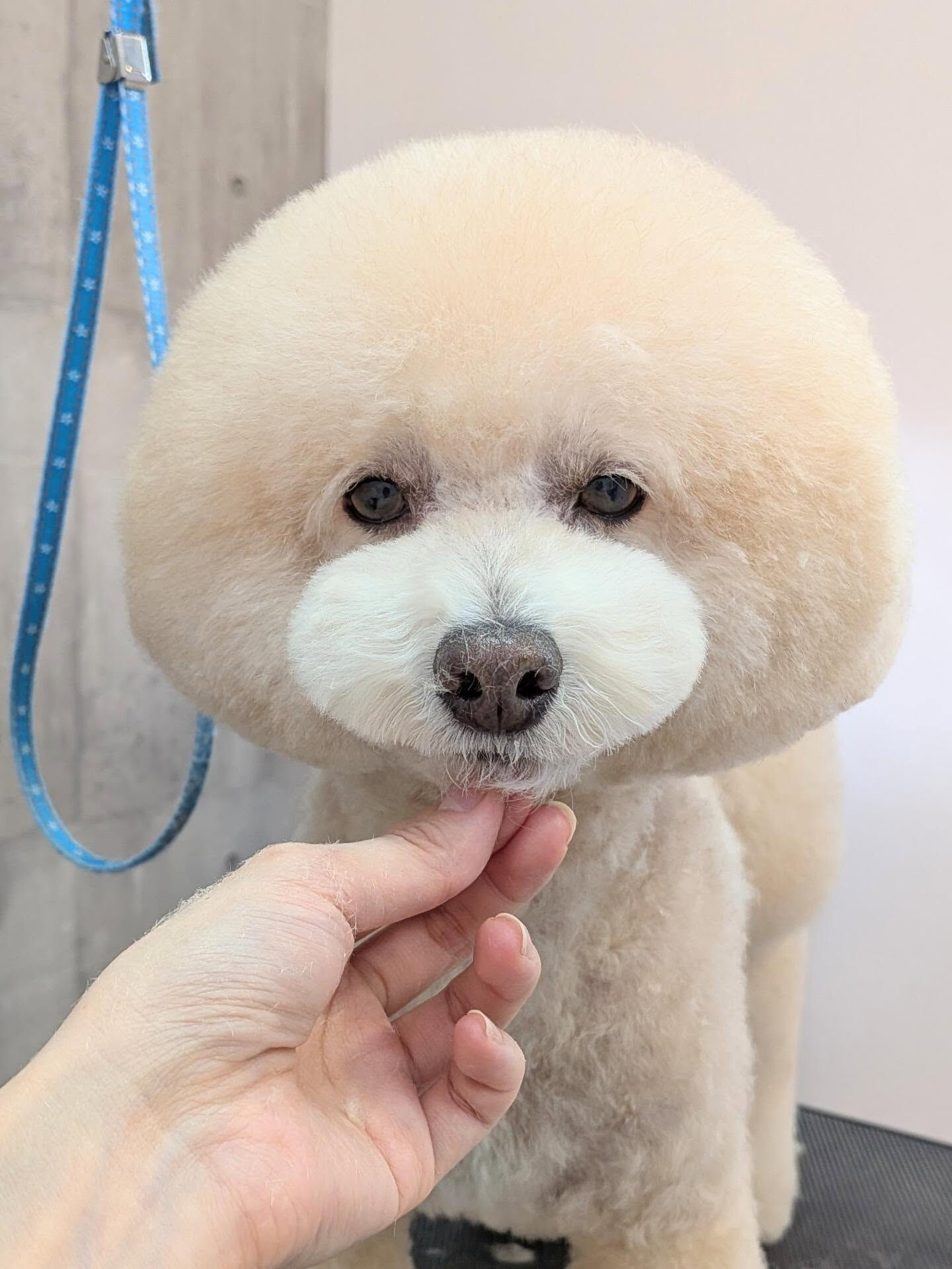 - ̗̀ ご来店ありがとうございます ̖́-