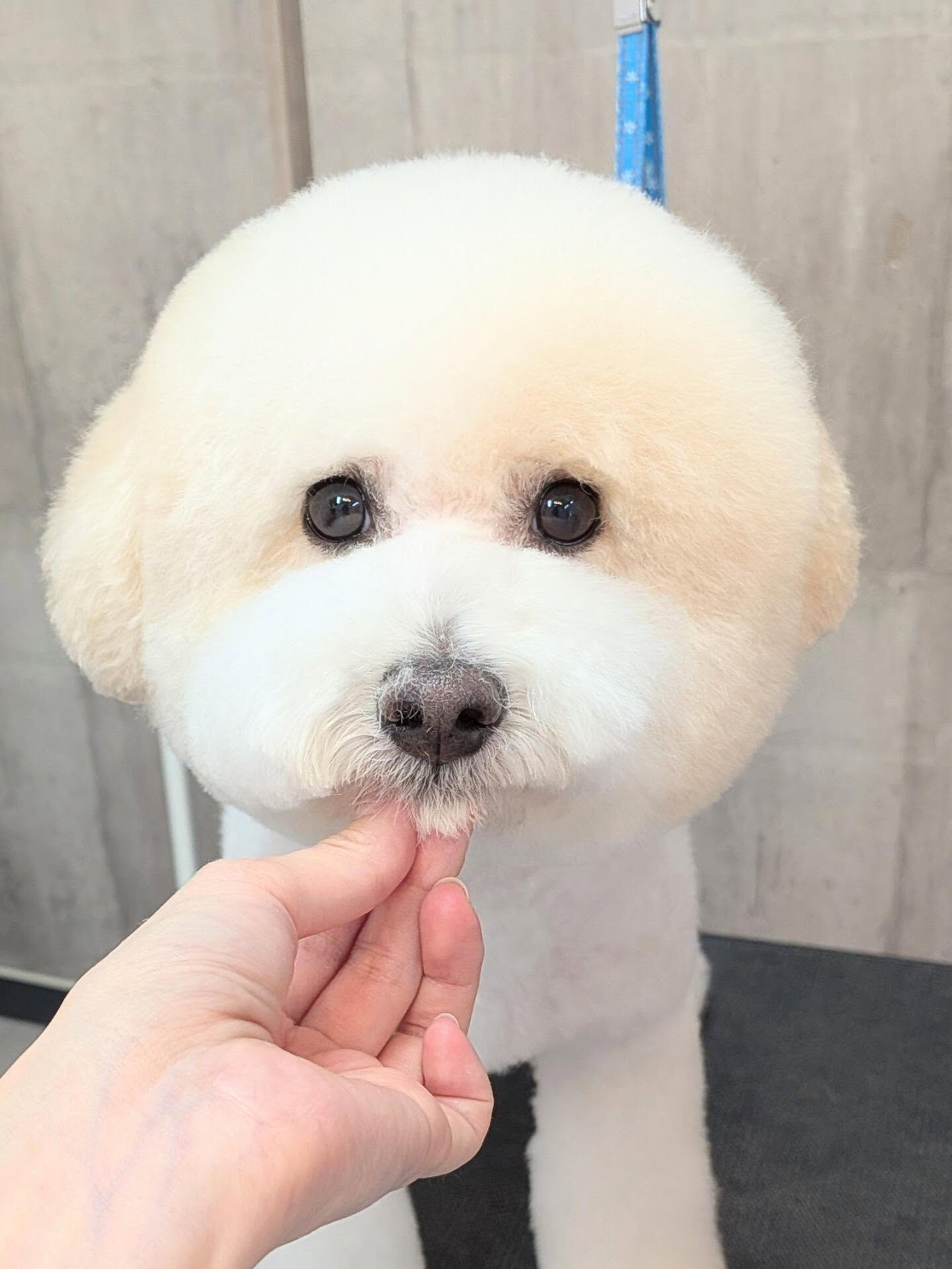 - ̗̀ ご来店ありがとうございます ̖́-
