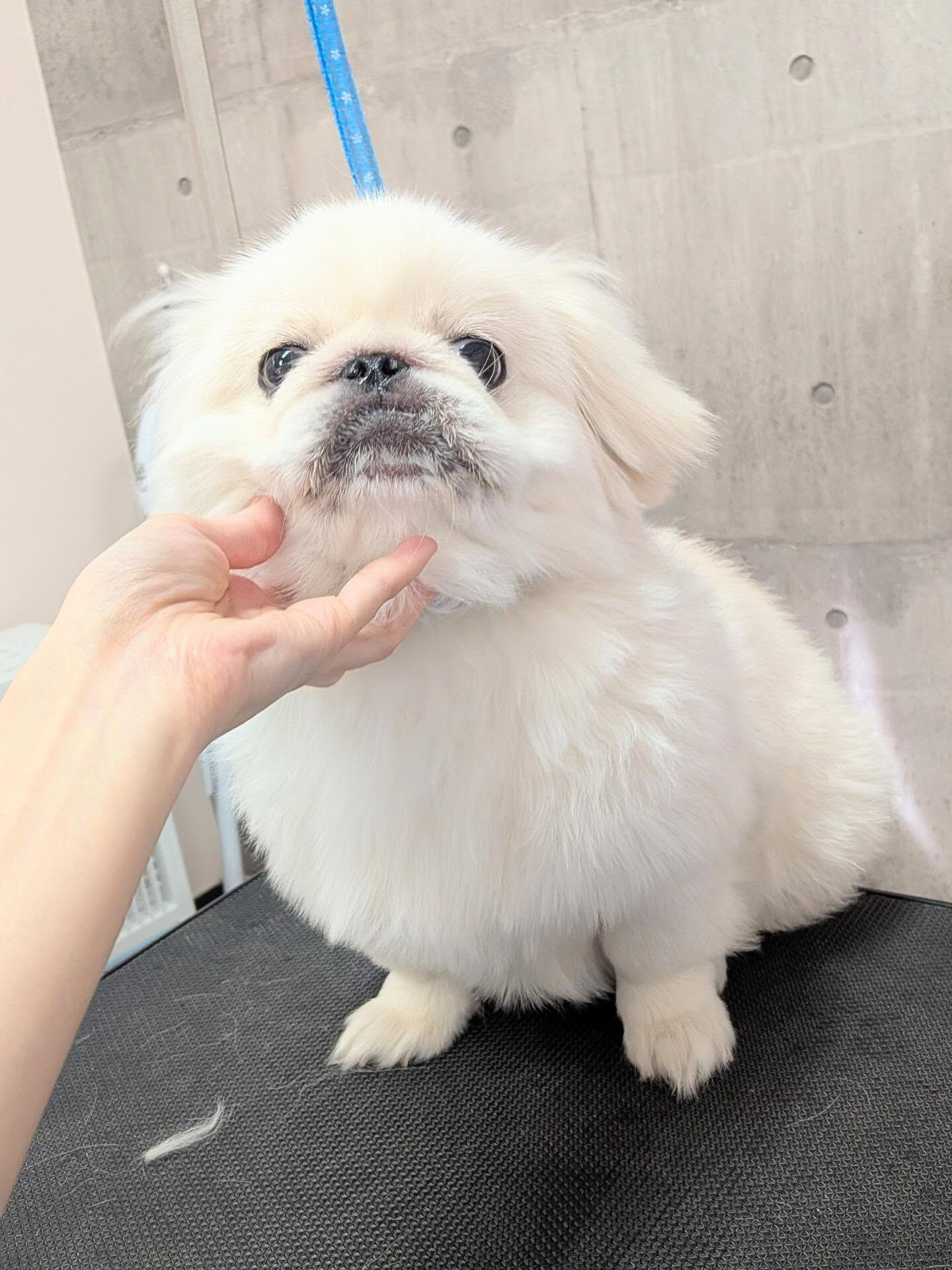 - ̗̀ ご来店ありがとうございます ̖́-