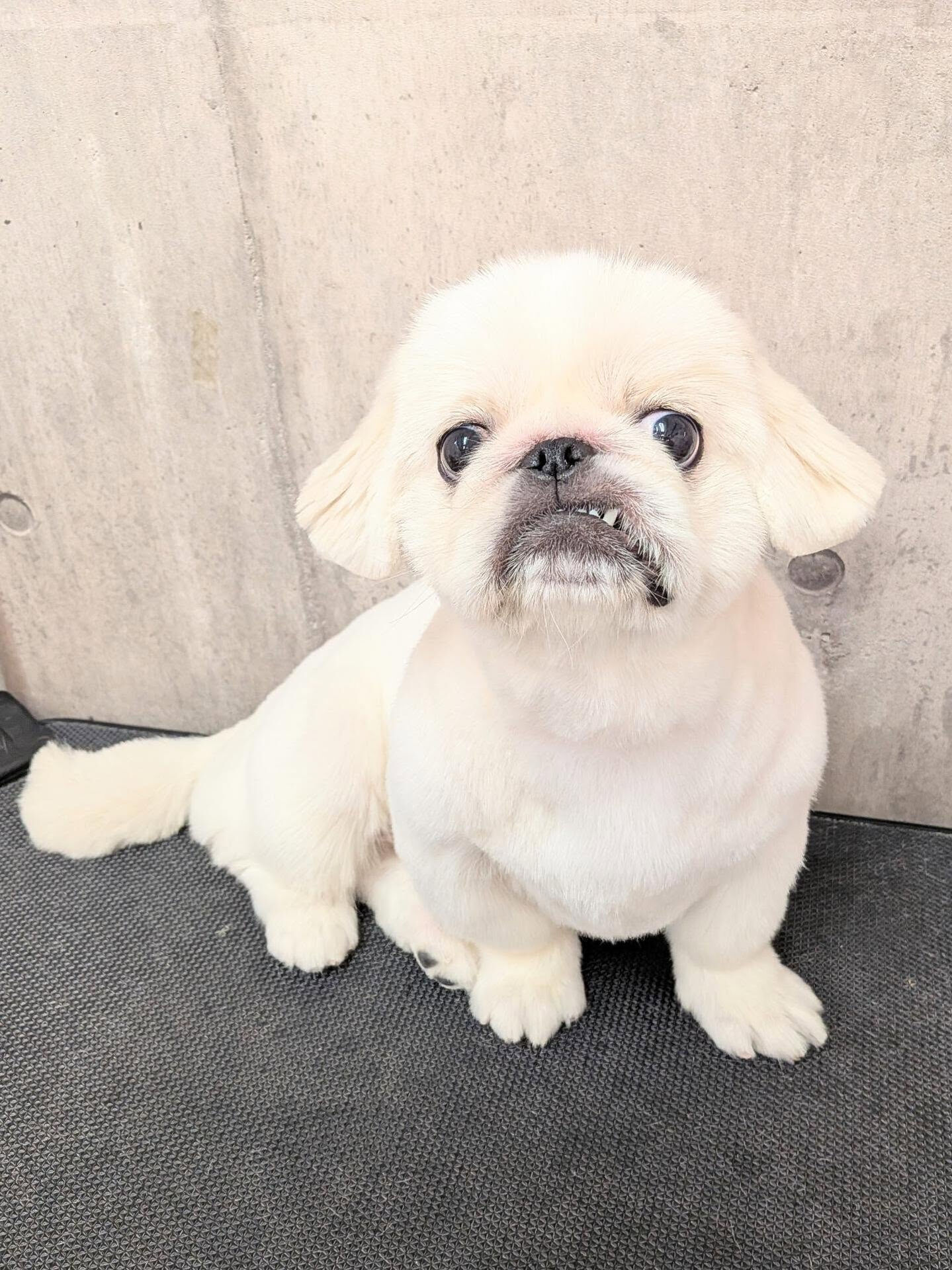 - ̗̀ ご来店ありがとうございます ̖́-