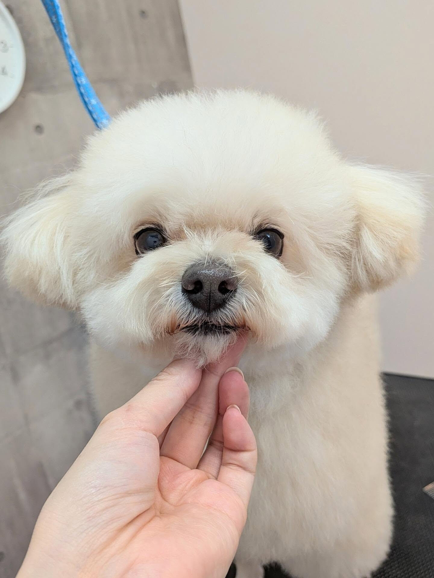 - ̗̀ ご来店ありがとうございます ̖́-