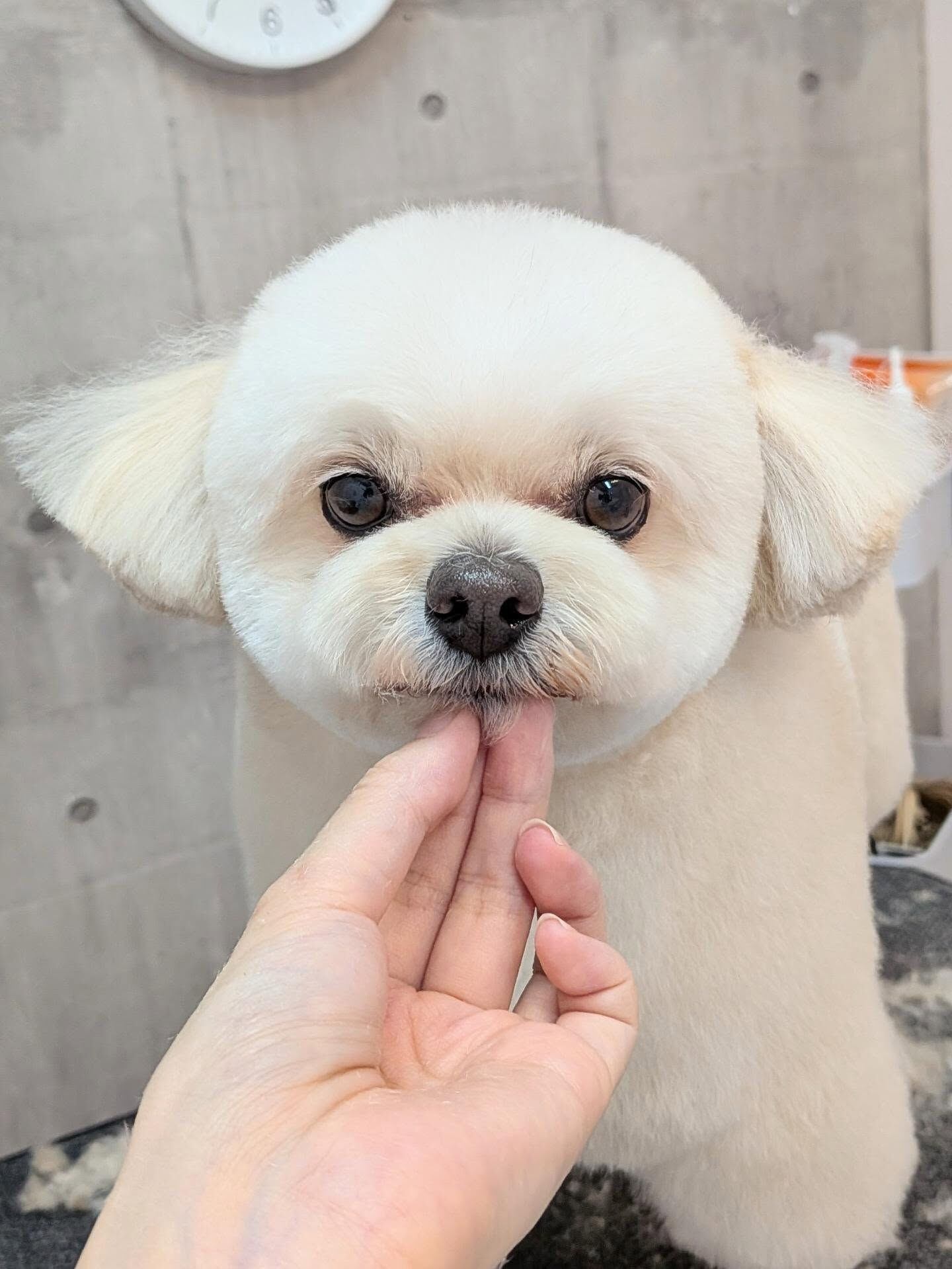 - ̗̀ ご来店ありがとうございます ̖́-