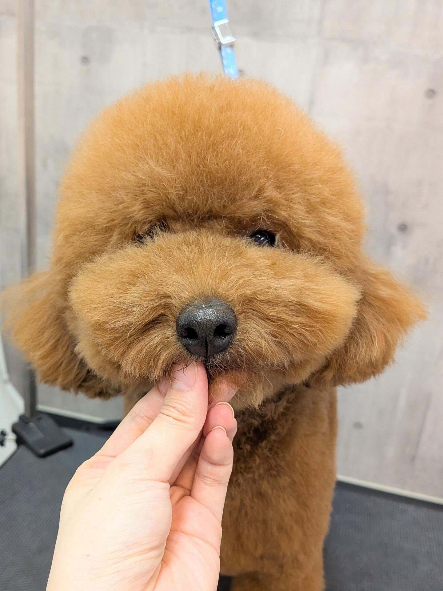 - ̗̀ ご来店ありがとうございます ̖́-
