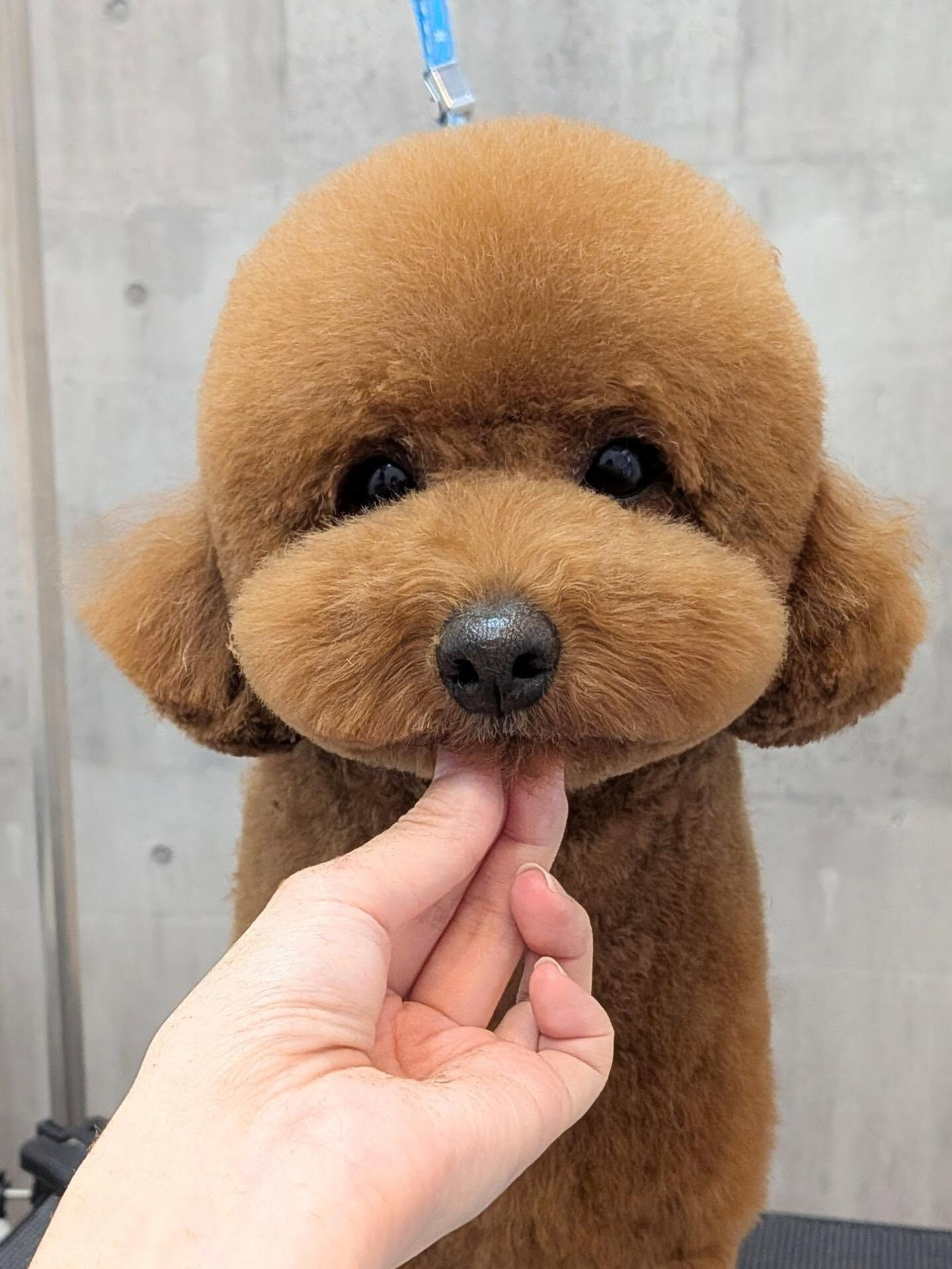 - ̗̀ ご来店ありがとうございます ̖́-