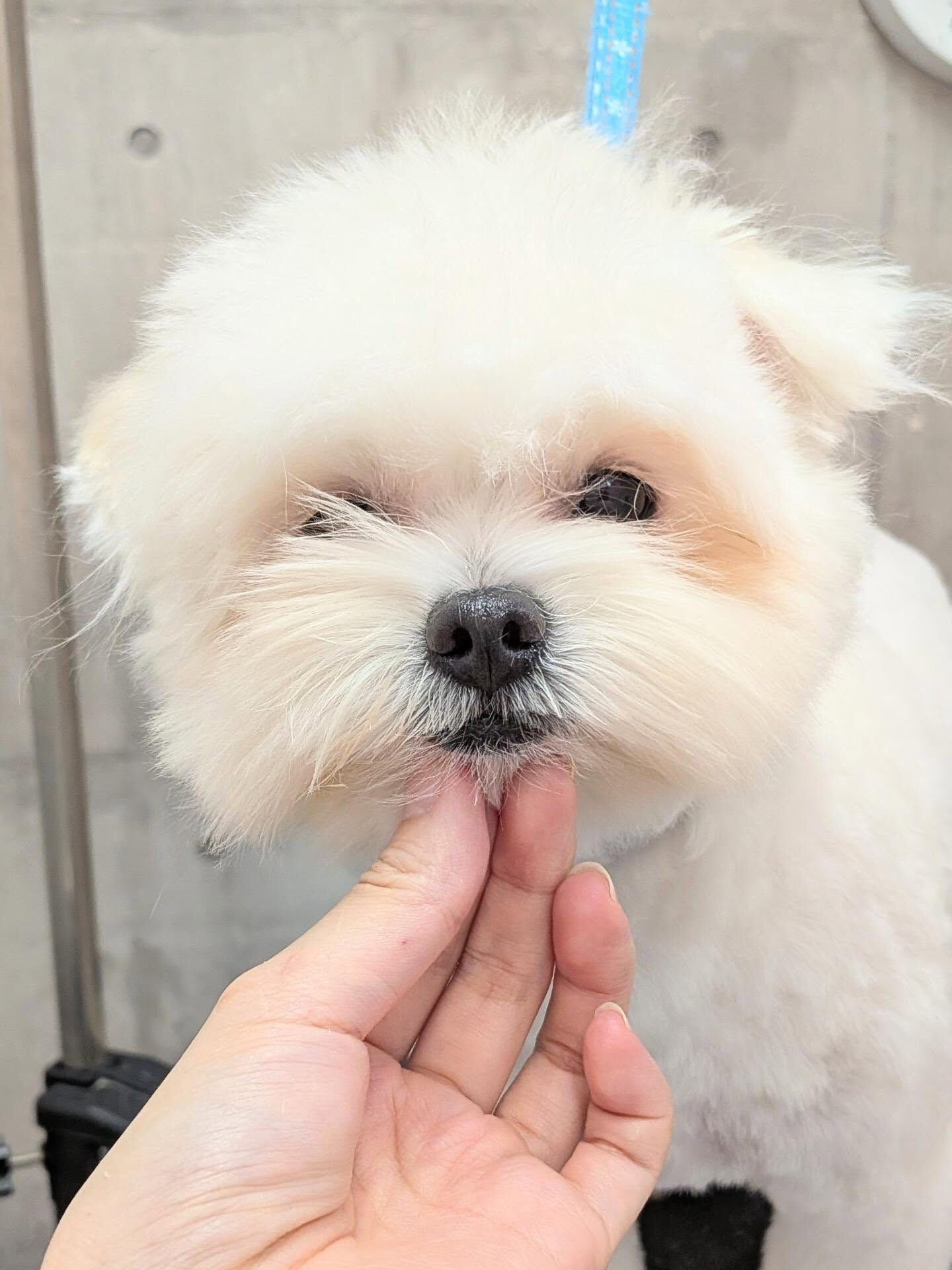 - ̗̀ ご来店ありがとうございます ̖́-