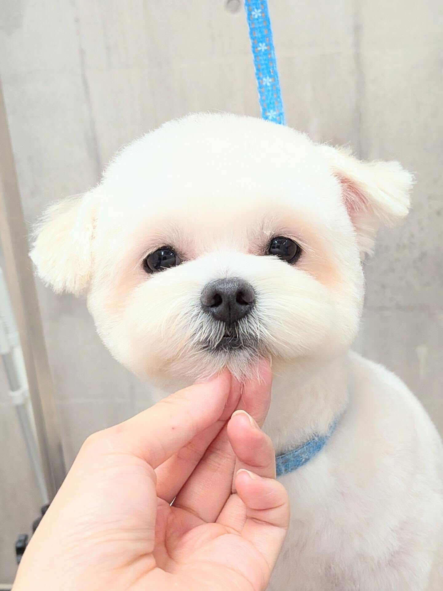 - ̗̀ ご来店ありがとうございます ̖́-