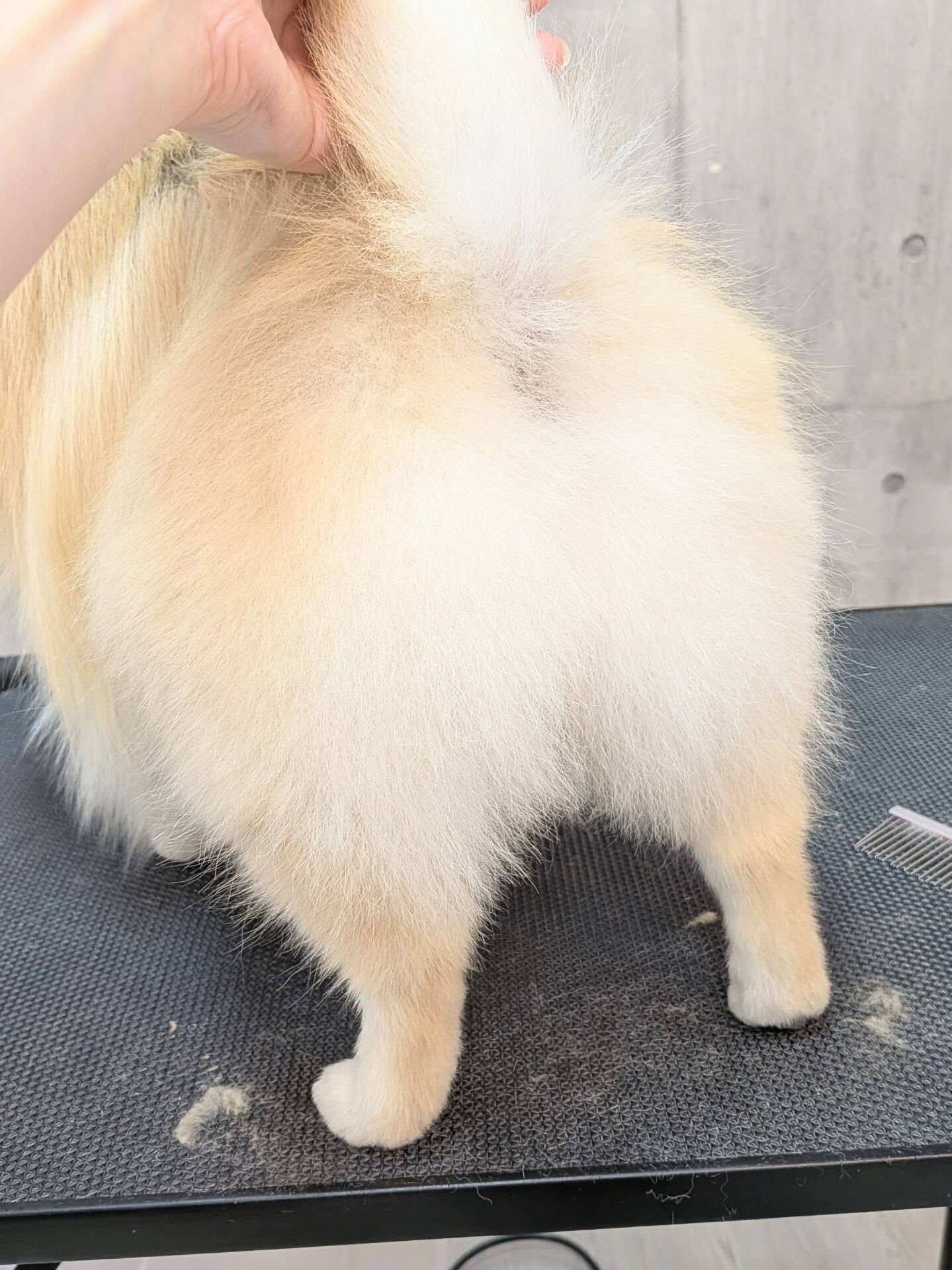 - ̗̀ ご来店ありがとうございます ̖́-