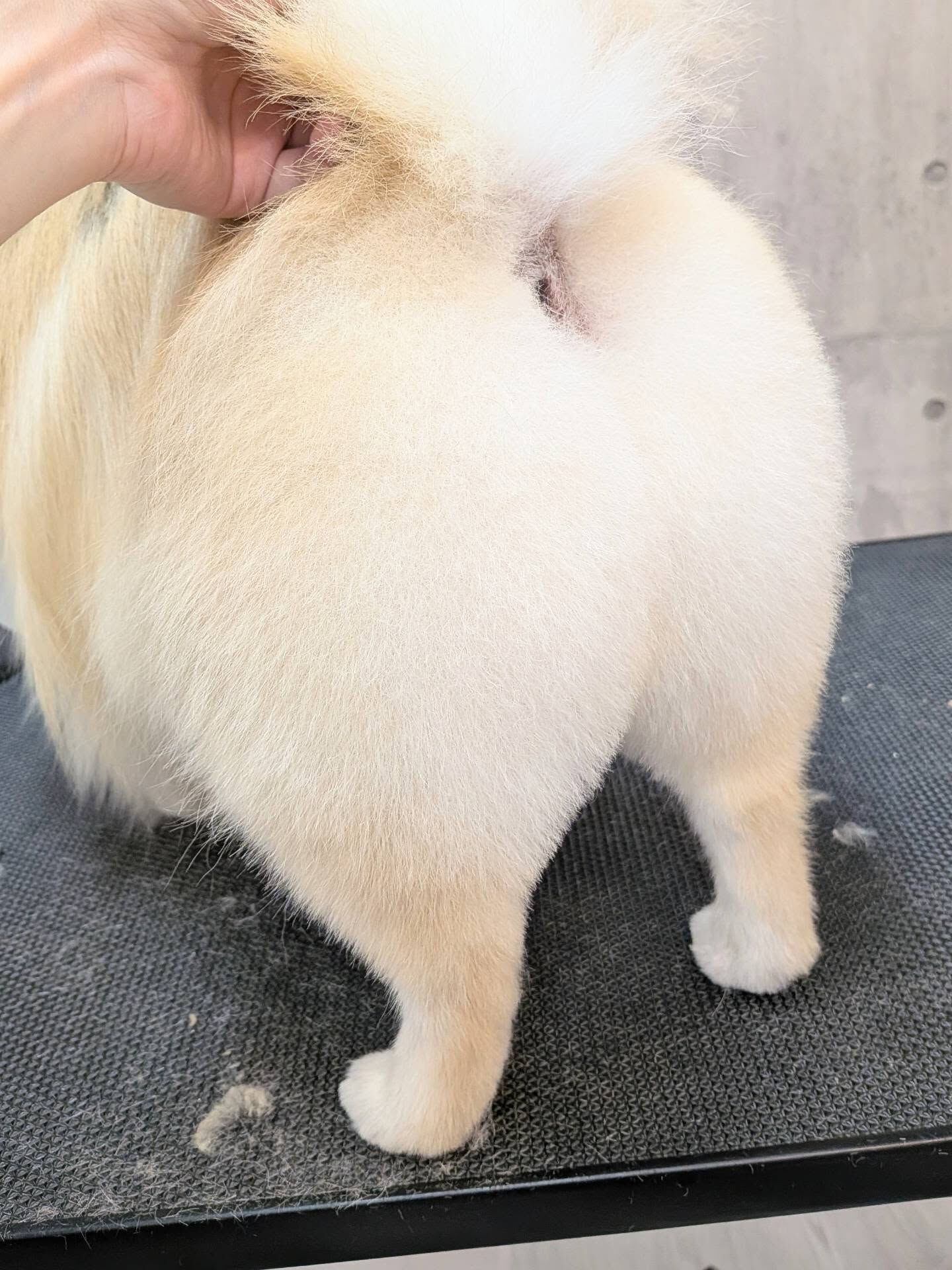 - ̗̀ ご来店ありがとうございます ̖́-