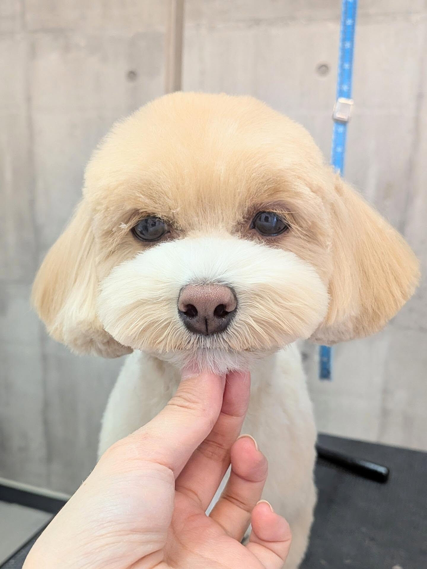 - ̗̀ ご来店ありがとうございます ̖́-