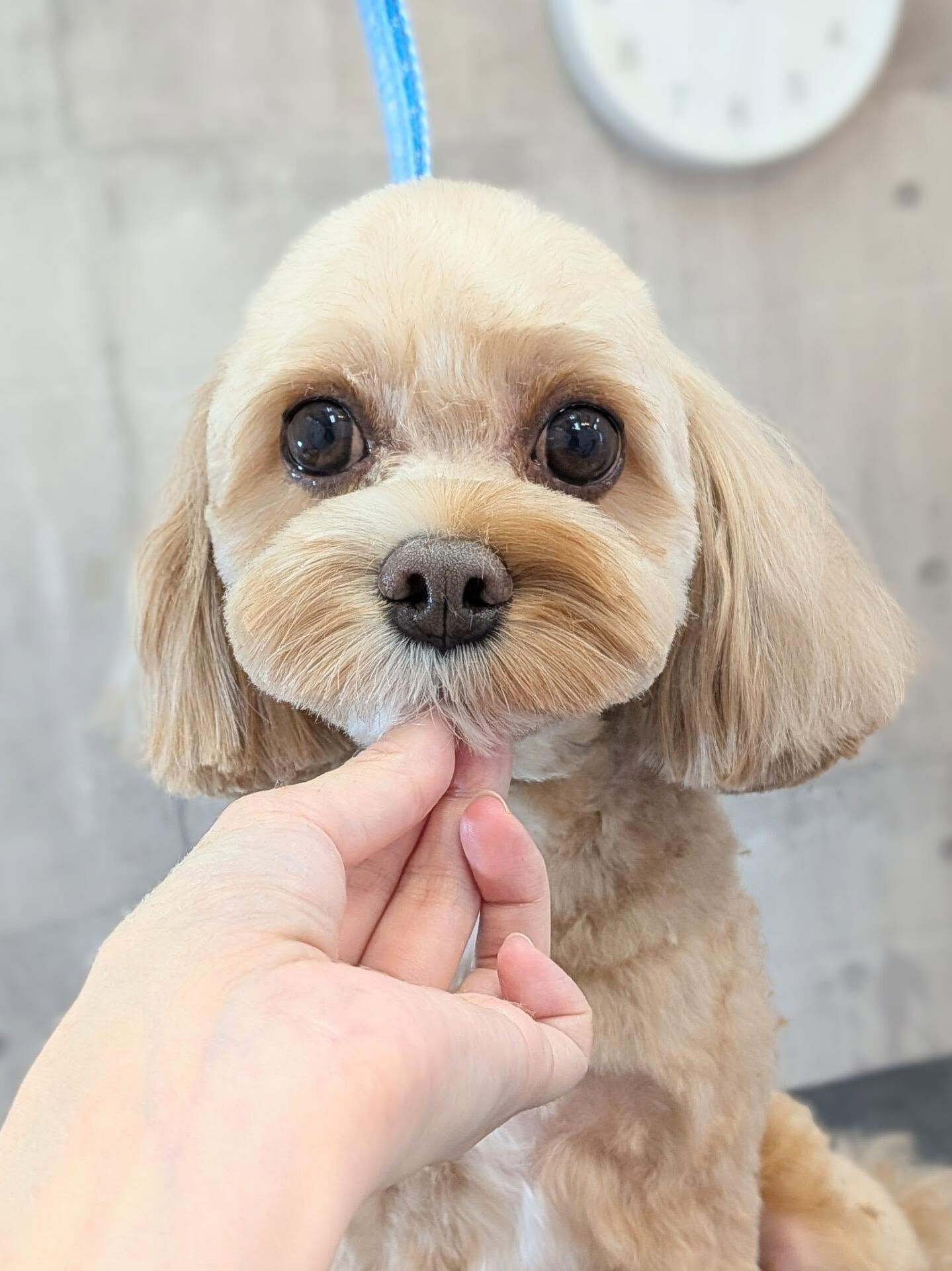 - ̗̀ ご来店ありがとうございます ̖́-