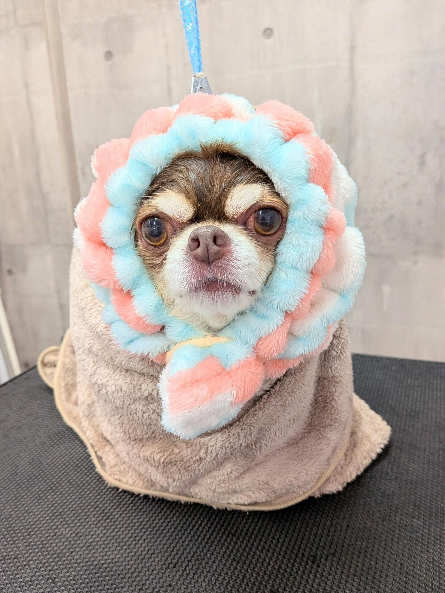 - ̗̀ ご来店ありがとうございます ̖́-